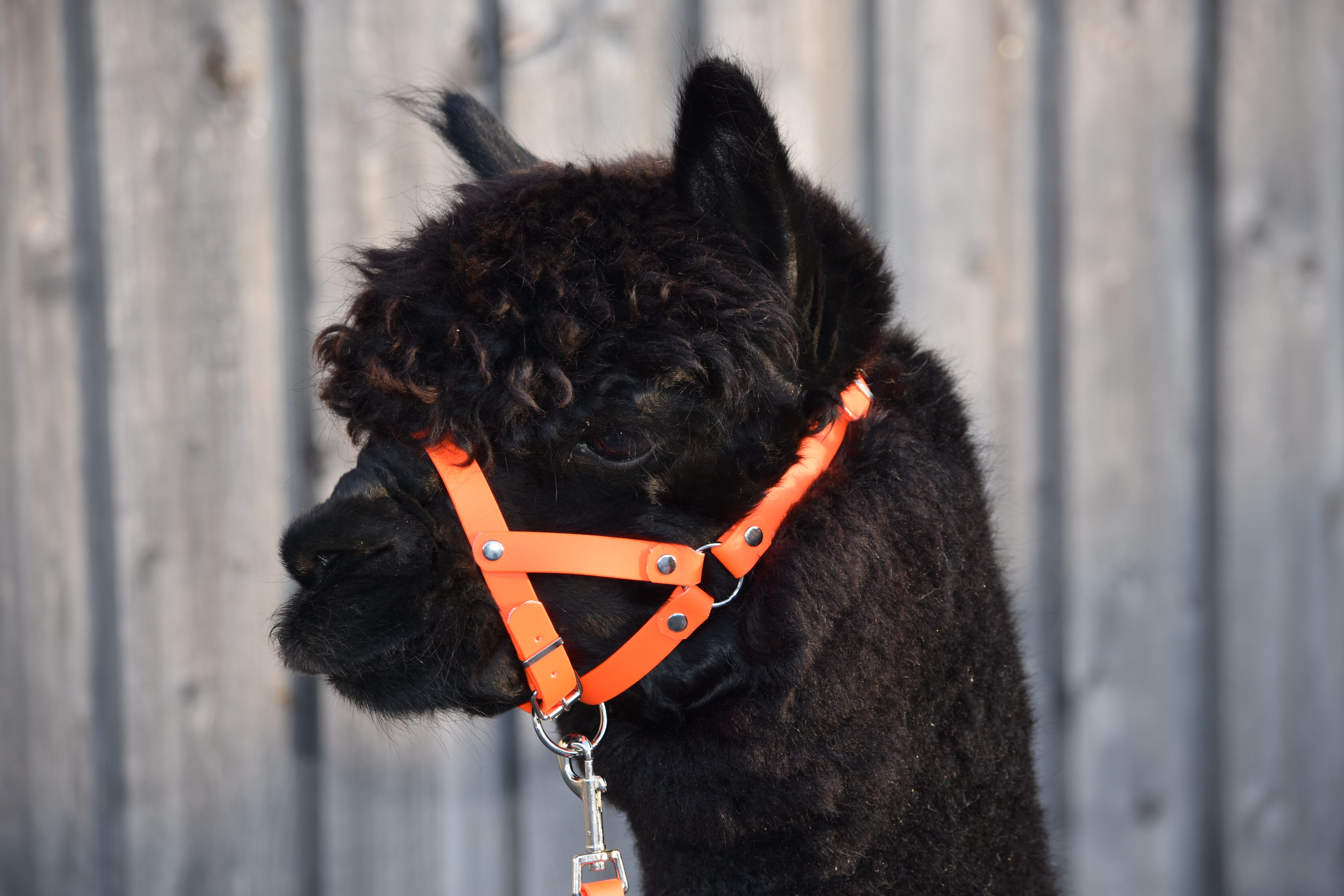 canine, 5K, animal head, chain, domestic animals, black color, no people, holding, alpaca, alpacas on the woman of stone, dog, pet leash, animal themes, HD Wallpaper