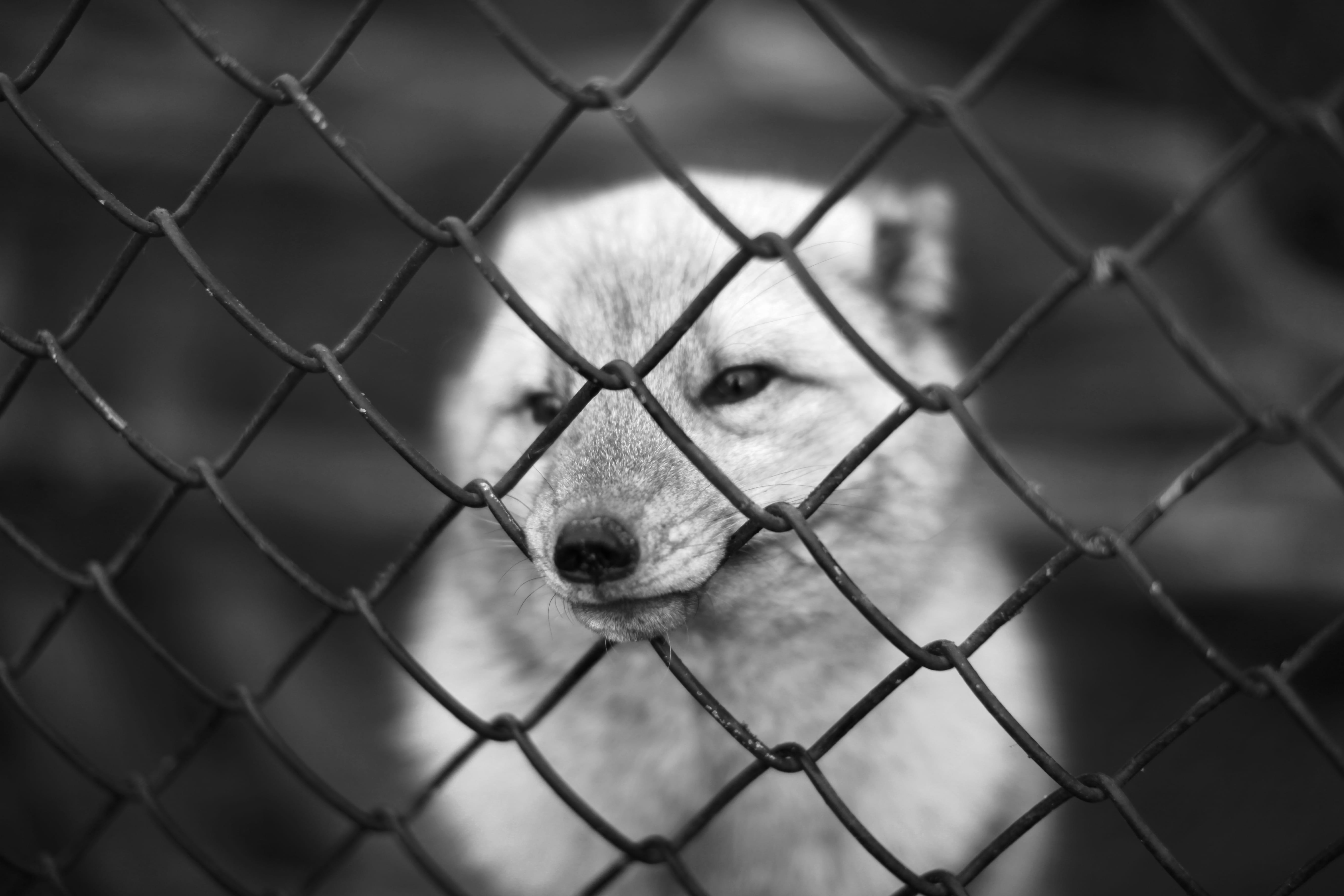 barrier, security, crisscross, one animal, animal, dog, gray, animal head, animal themes, animal body part, pets, no people, close-up, domestic animals, HD Wallpaper