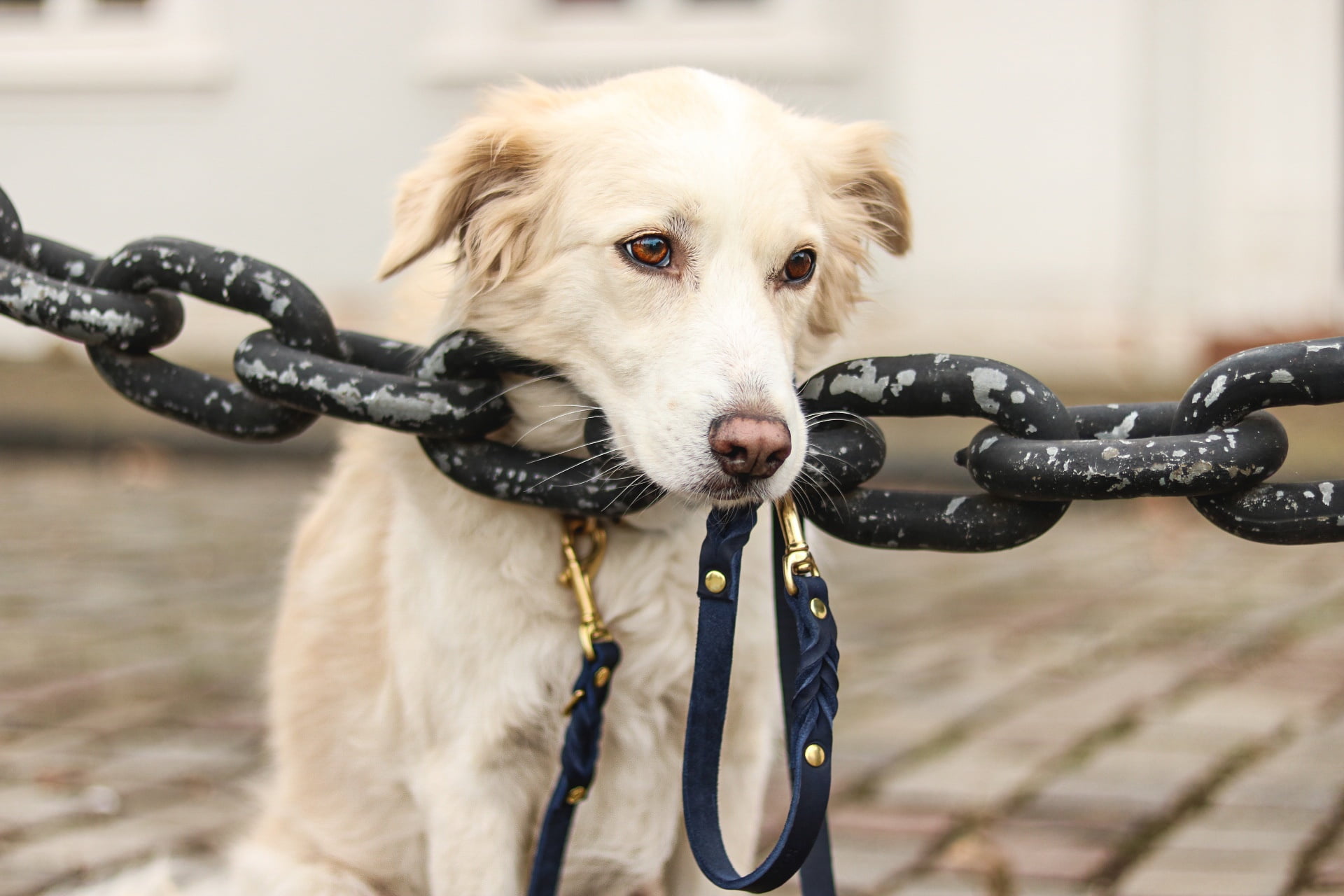 dog, 1080P, look, leash, face, chain, HD Wallpaper