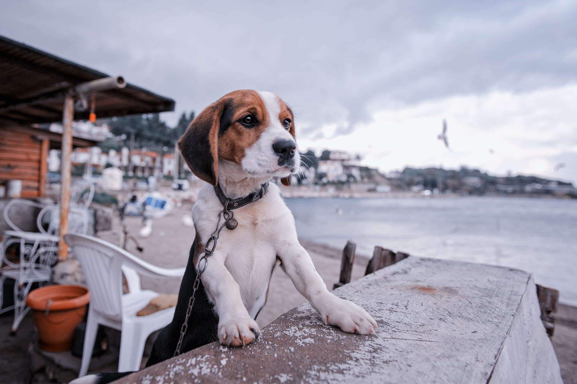 promenade, Beagle, chain, 1080P, dog, puppy, HD Wallpaper
