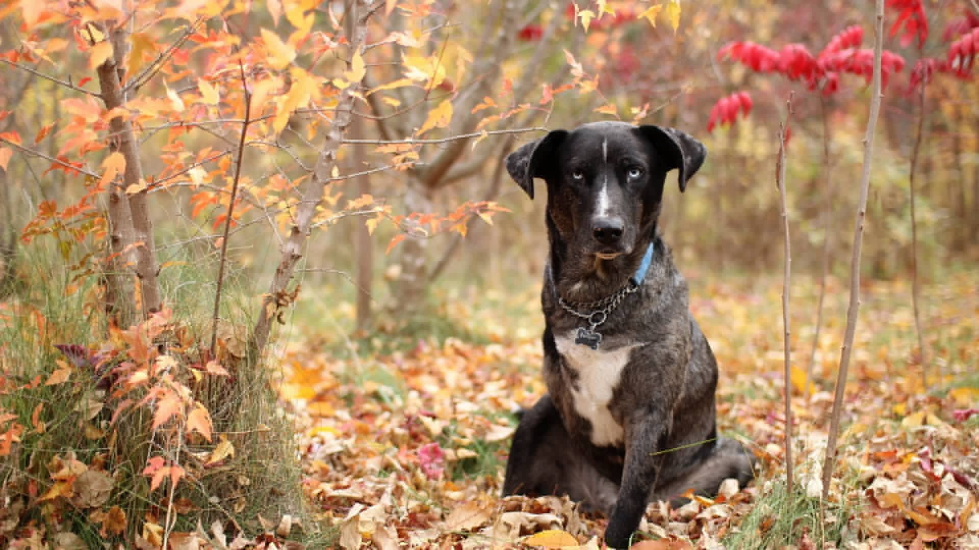 dog, grass, colors, collar, watchdog, foliage, chain, 1080P, autumn, forest, HD Wallpaper