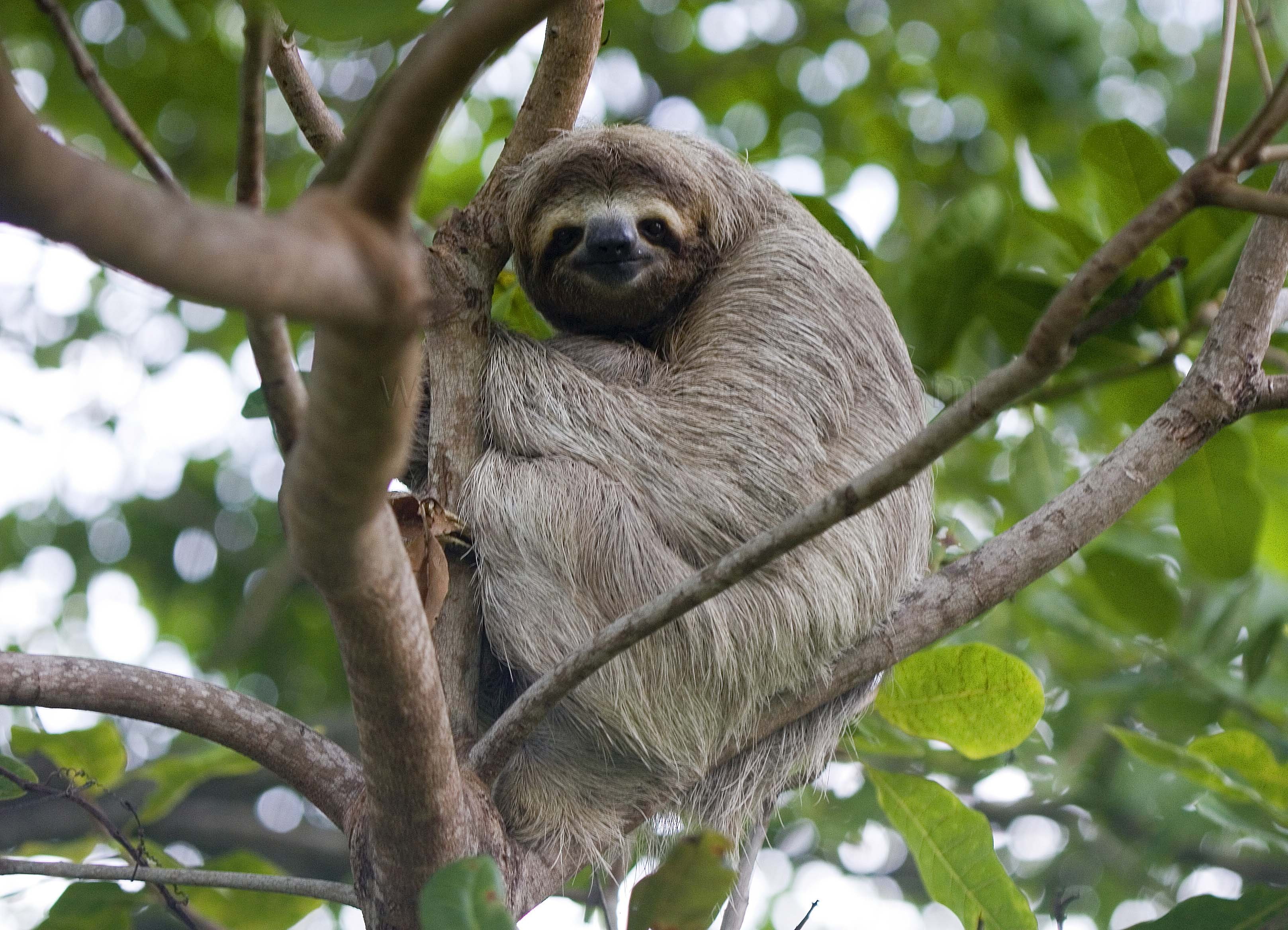 low angle view, focus on foreground, no people, vertebrate, tree, day, primate, mammal, rainforest, 2K, outdoors, animal wildlife, nature, animals in the wild, HD Wallpaper