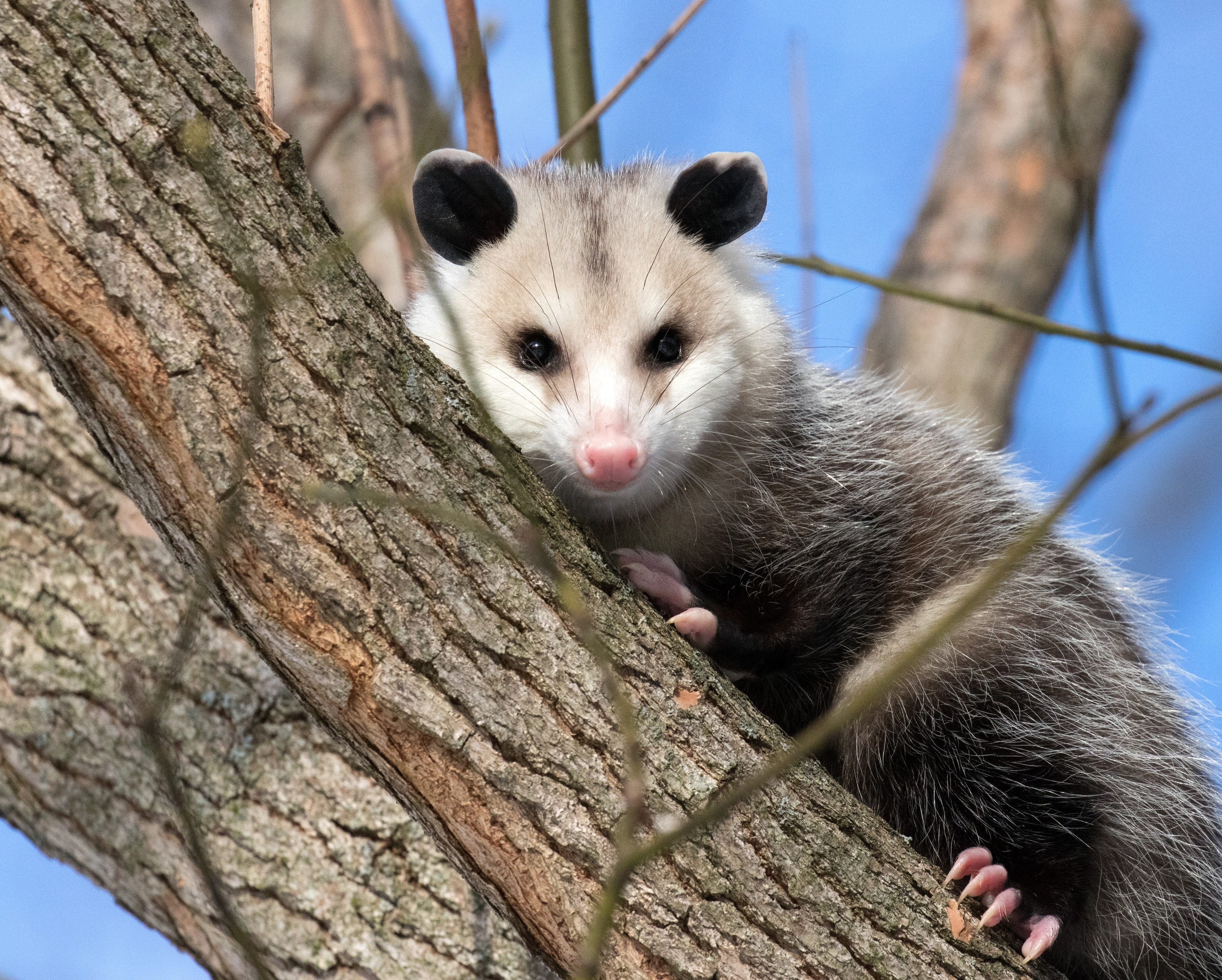 looking, furry, mammal, wild, one animal, animal wildlife, animal themes, didelphimorphia, wilderness, whisker, wood - material, opossum, animal, hunter, HD Wallpaper