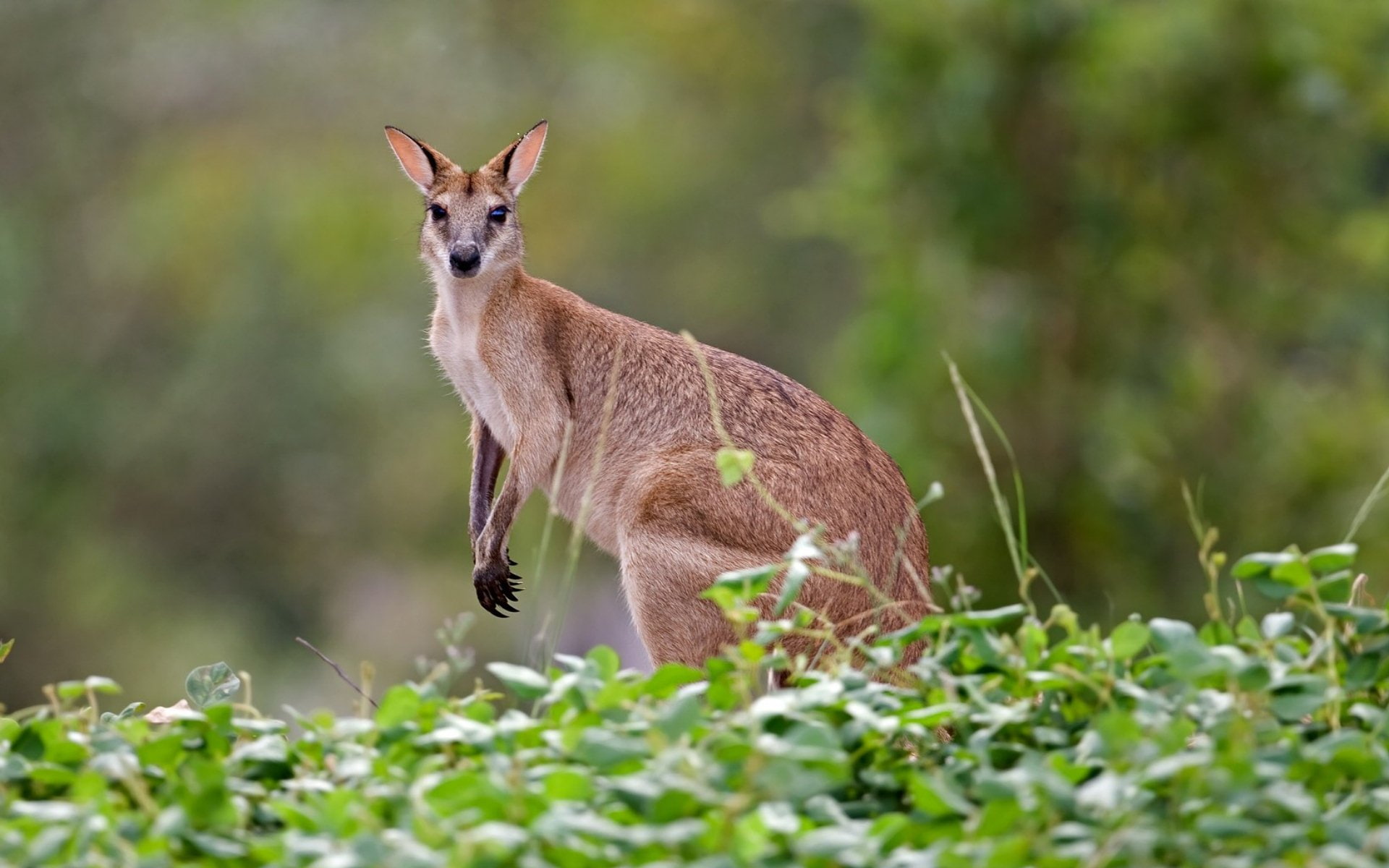 Marsupial, kangaroo, 1080P, HD Wallpaper