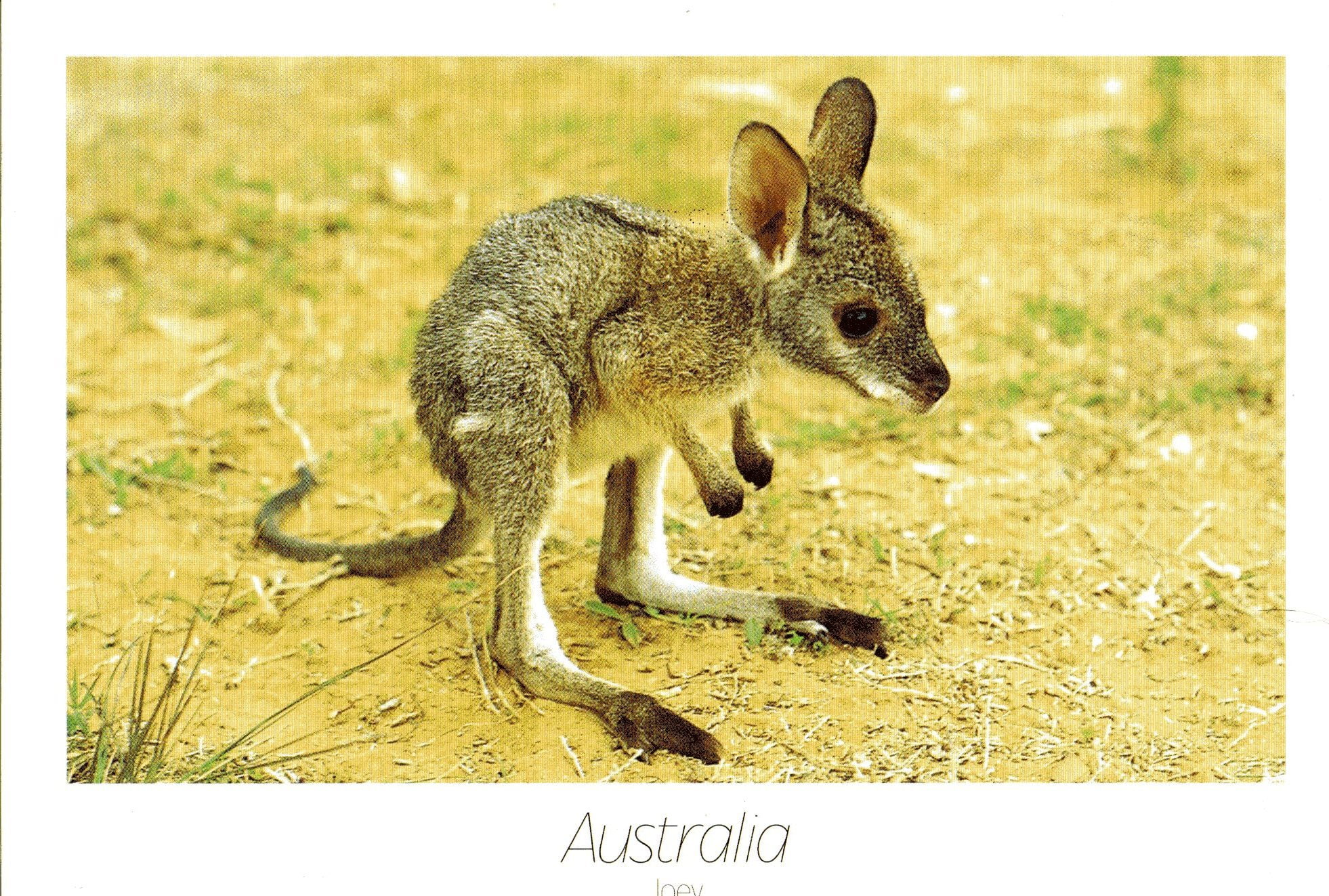 kangaroo, 1080P, marsupial, HD Wallpaper