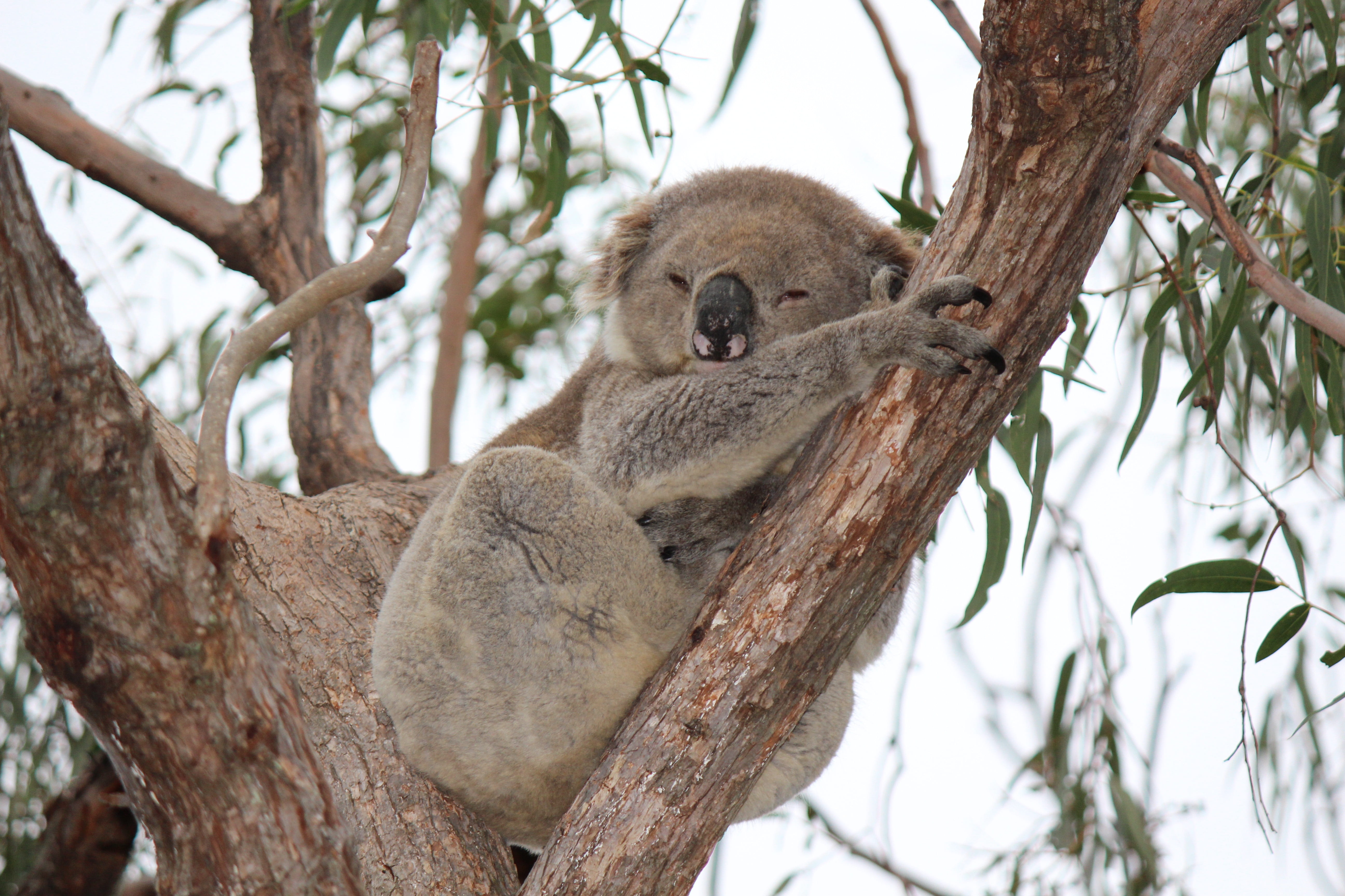 outdoors, tree, branch, plant, focus on foreground, sitting, animals in the wild, animal, cute, one animal, no people, fur, nature, day, marsupials, animal wildlife, HD Wallpaper