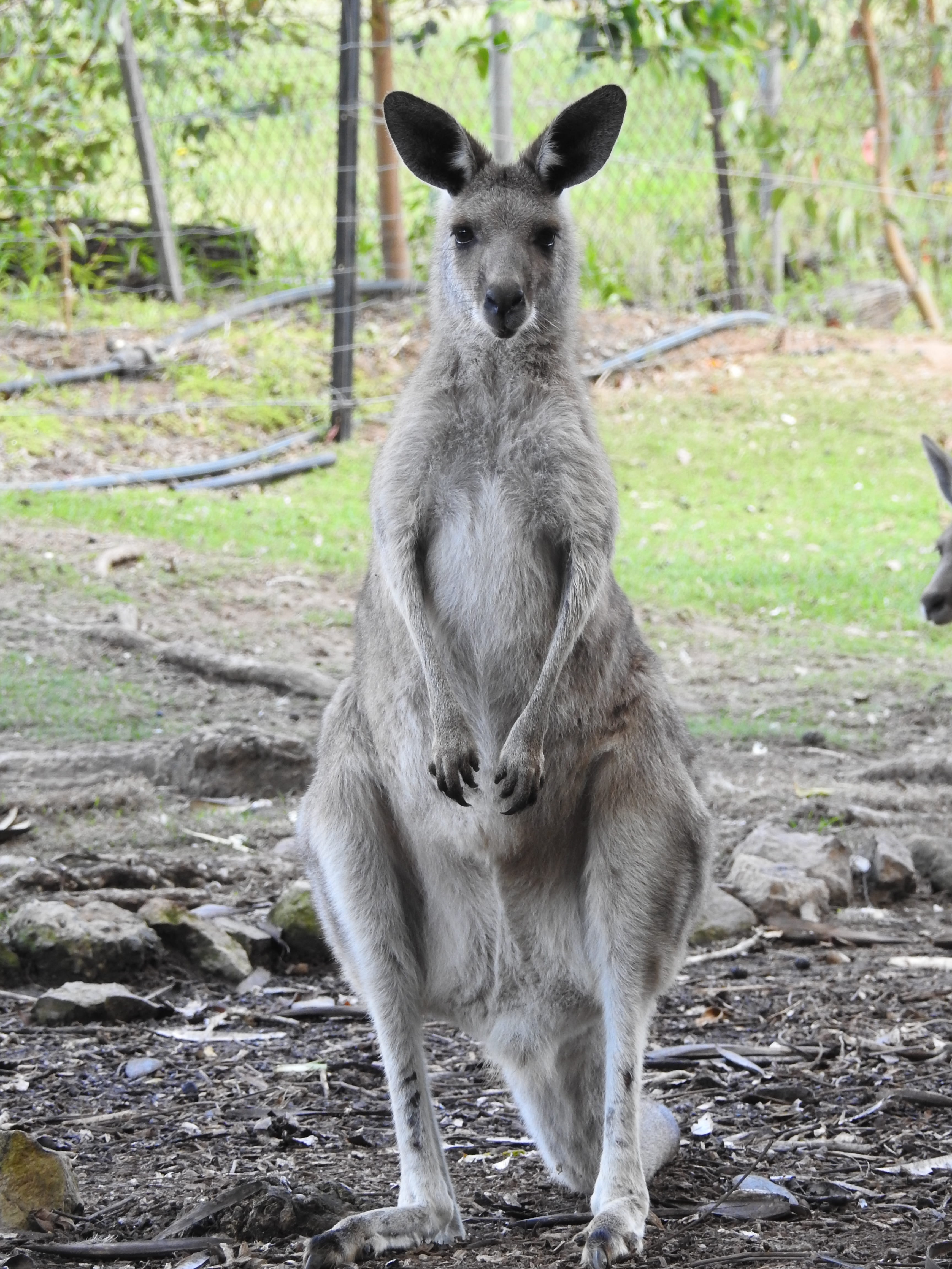 full length, woombye, plant, standing, focus on foreground, portrait, animal wildlife, vertebrate, animals in the wild, 4K, mammal, australia, marsupial, Phone HD Wallpaper