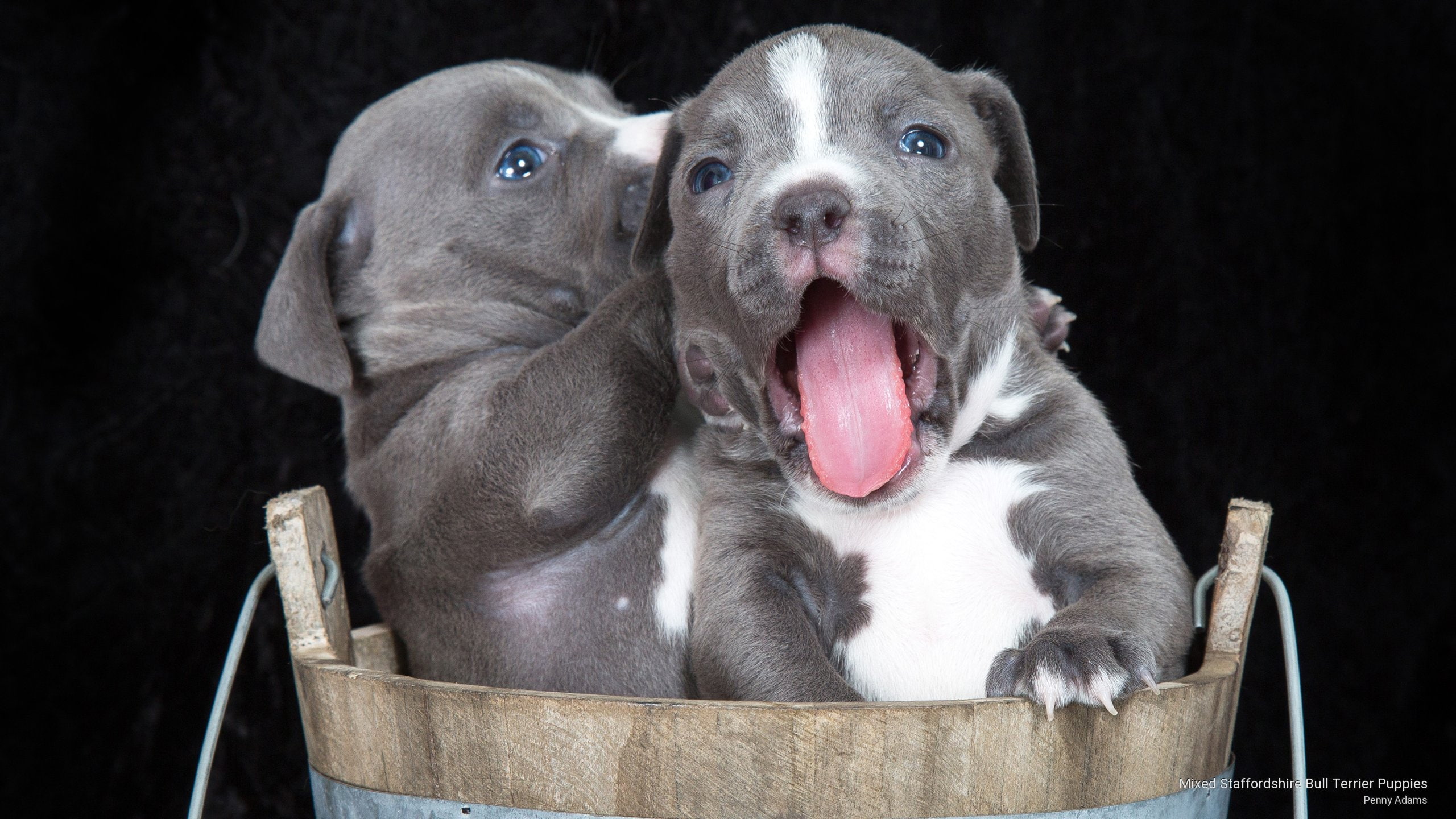 terrier, staffordshire, Dogs, 2K, puppies, bull, mixed, HD Wallpaper