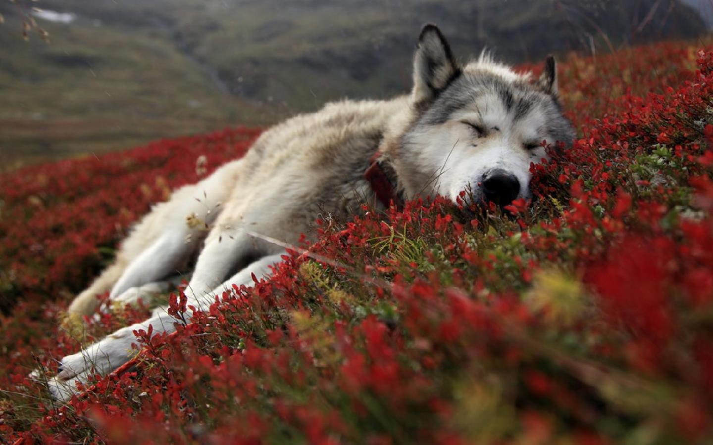 sleeping, hd, animals, art, tundra, 720P, Arctic, wolf, HD Wallpaper