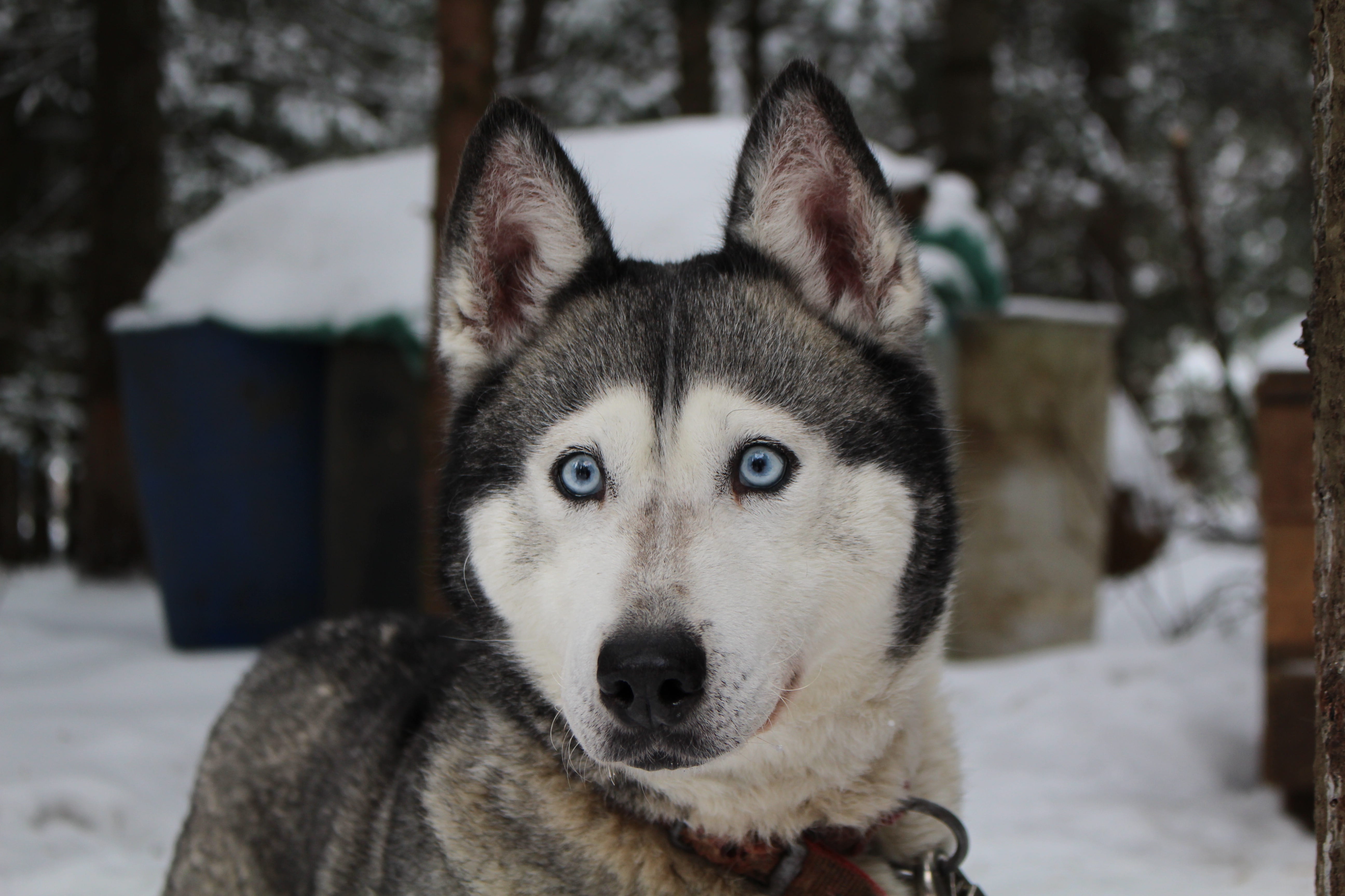 5K, sled dog, animal head, looking at camera, photo, outside, no people, winter, domestic, furry, snowing, dog, canine, vertebrate, syberian, close-up, HD Wallpaper