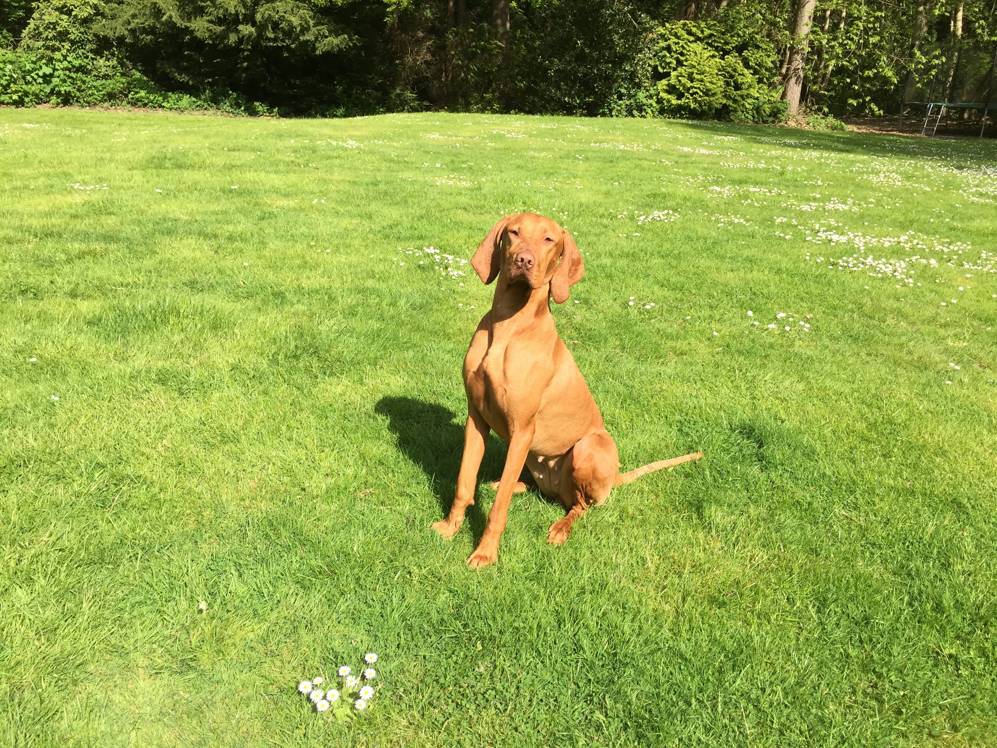 Vizsla, loyal, domestic, field, canine, domestic animals, grass, Pet, mammal, dog, nature, Gundog, growth, one animal, obedient, pets, Purebred, land, Hungarian, HD Wallpaper