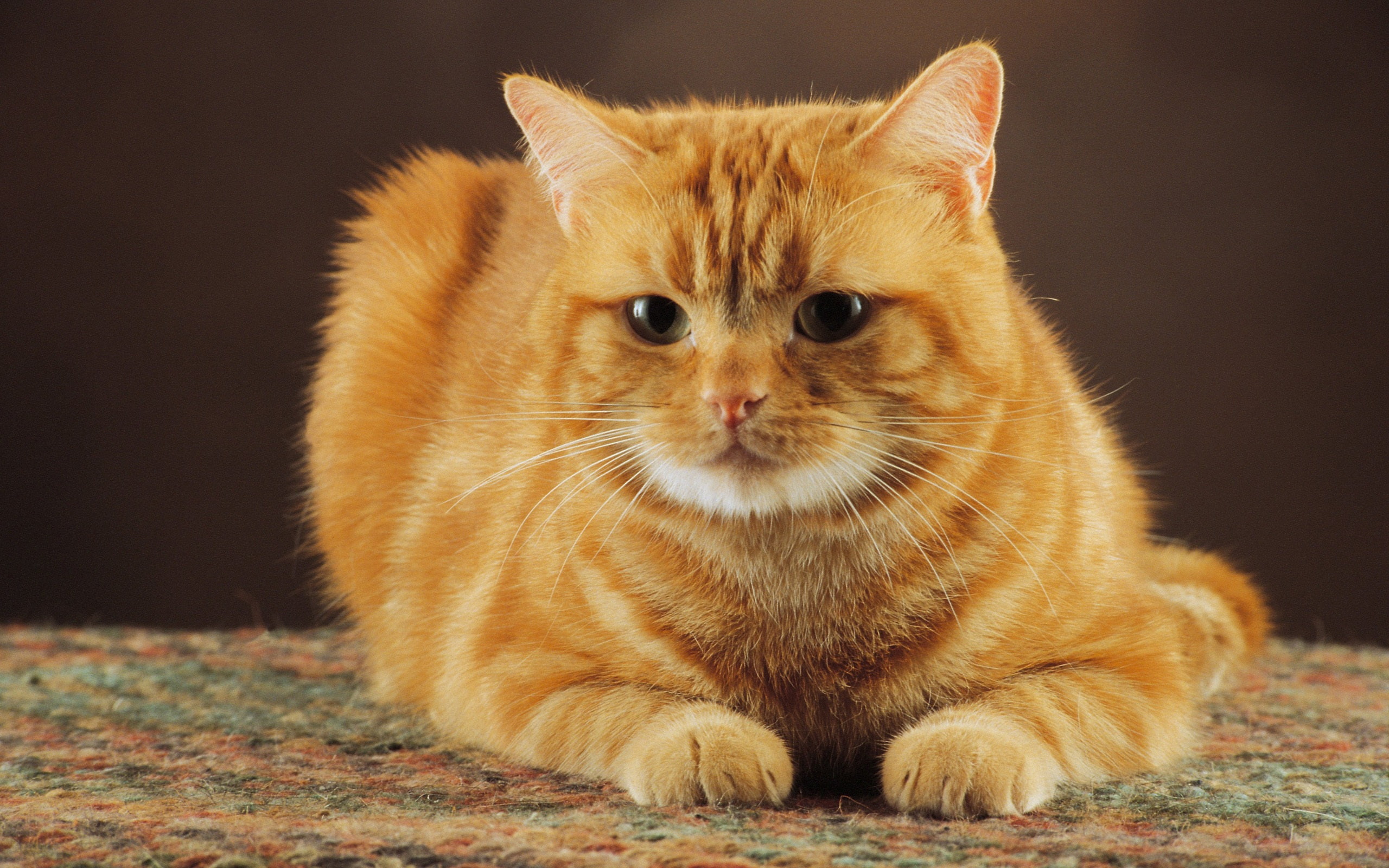 2K, Orange, Color, Cat, Obedient, HD Wallpaper