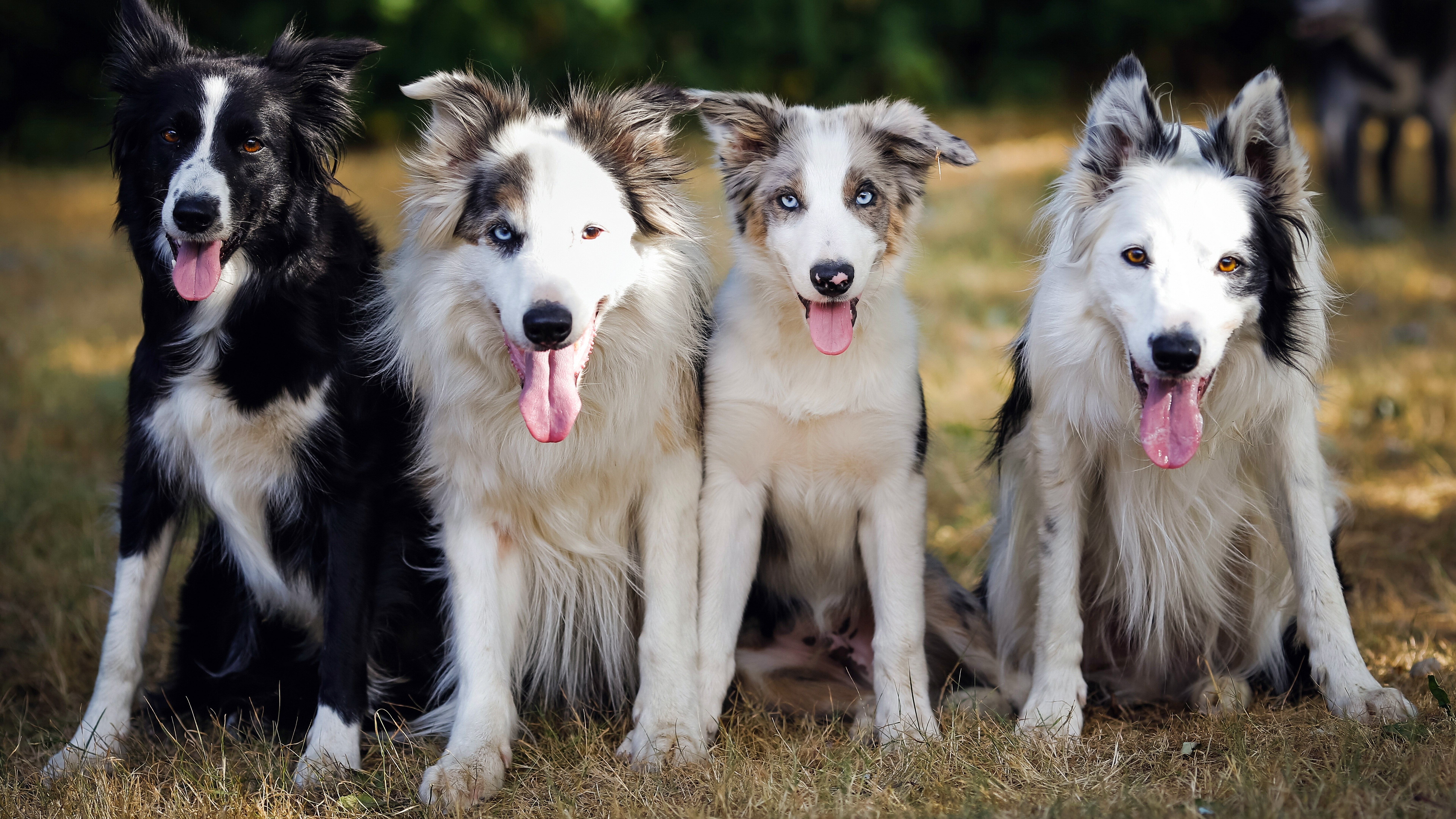 canine, looking at camera, animal, domestic animals, dog, domestic, outdoors, vertebrate, group of animals, no people, portrait, animal themes, border collie, HD Wallpaper