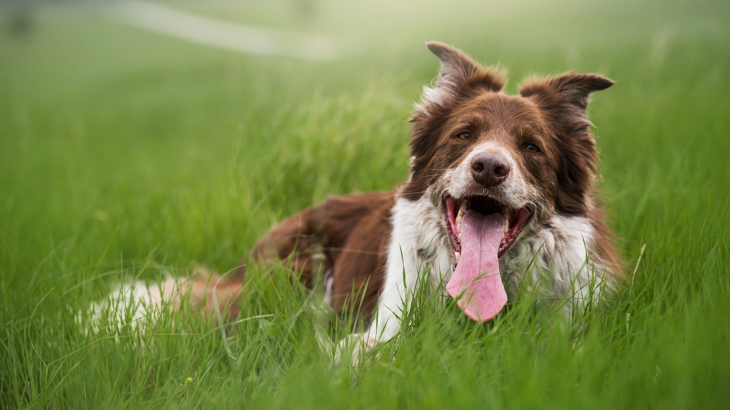 outdoors, portrait, facial expression, 2K, purebred dog, animal themes, dog  border collie, pets, mouth open, no people, animal tongue, animal head, domestic, HD Wallpaper