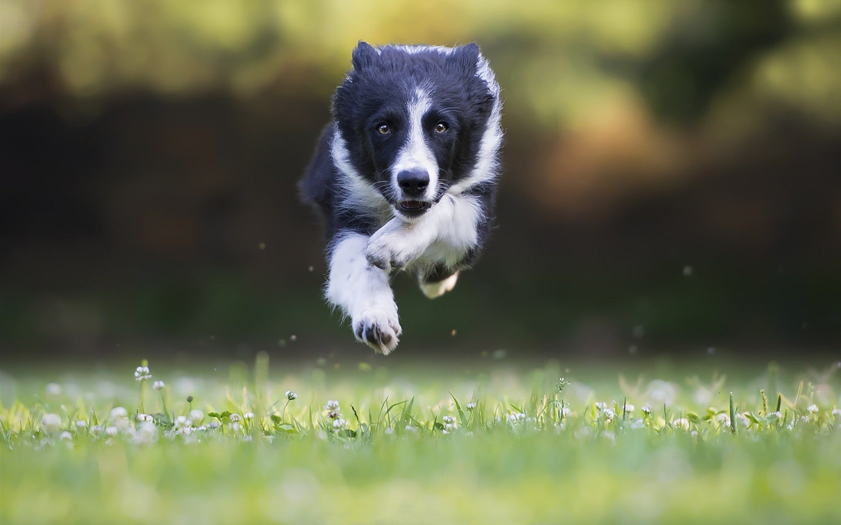 jumping, 720P, Border Collie, dog, HD Wallpaper