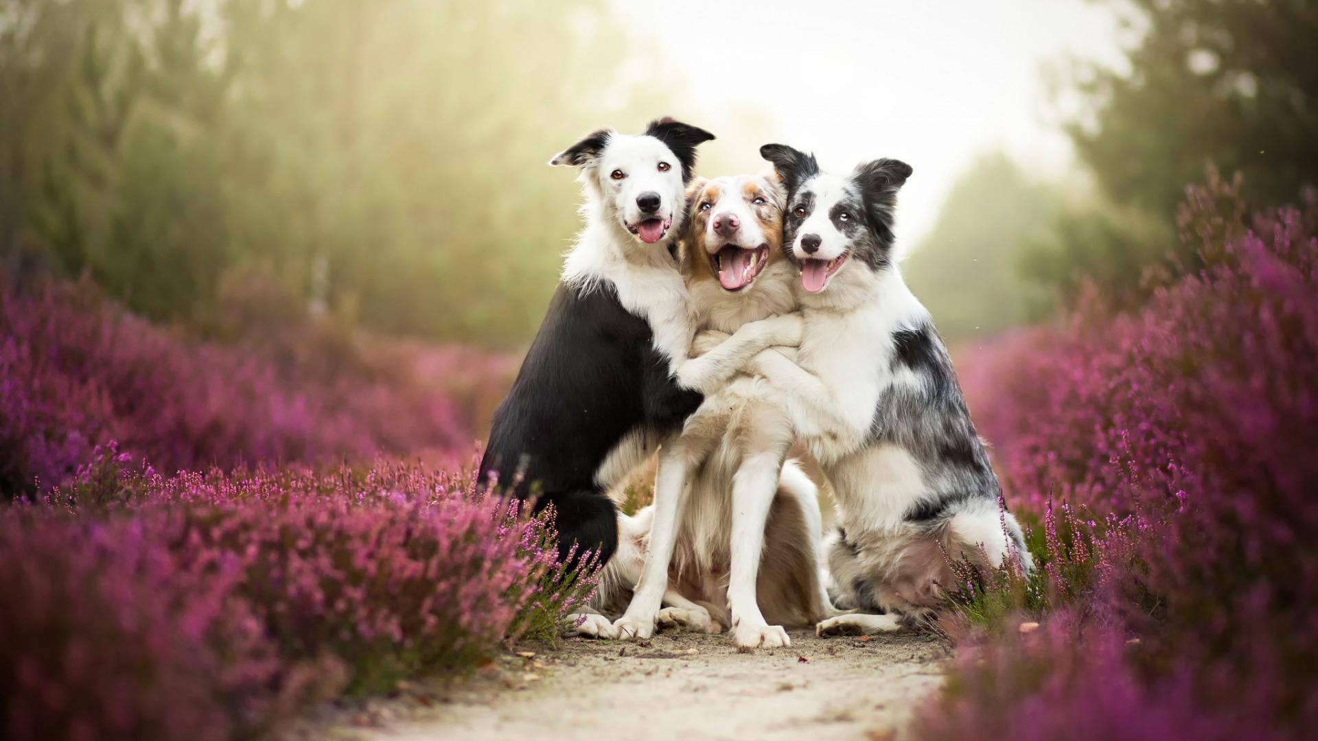 border, collies, dogs, friends, 1080P, animals, flowers, HD Wallpaper