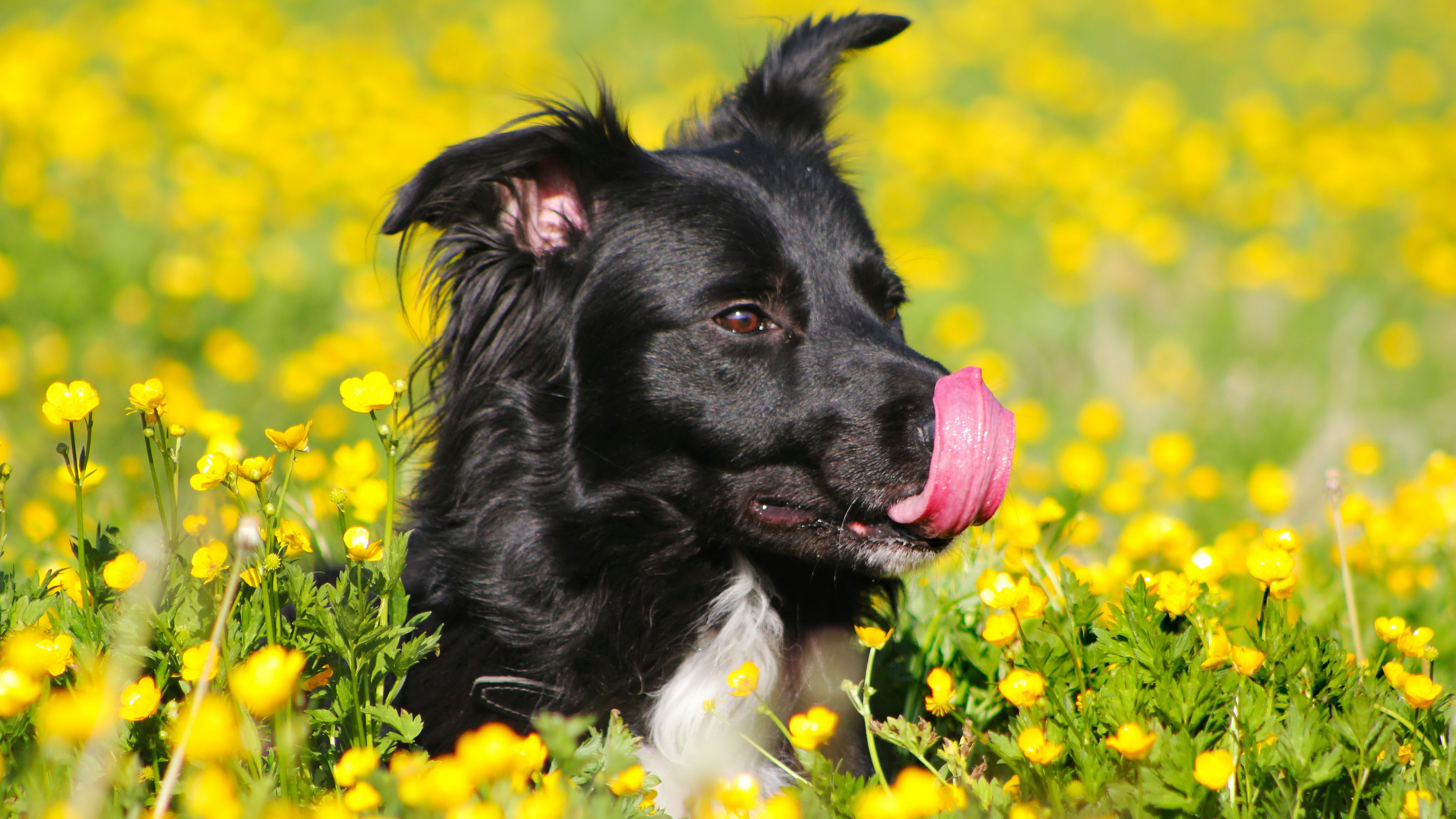yellow, no people, mammal, vertebrate, panting, pets, field, outdoors, animal, flowering plant, flower, domestic animals, canine, beauty in nature, freshness, HD Wallpaper