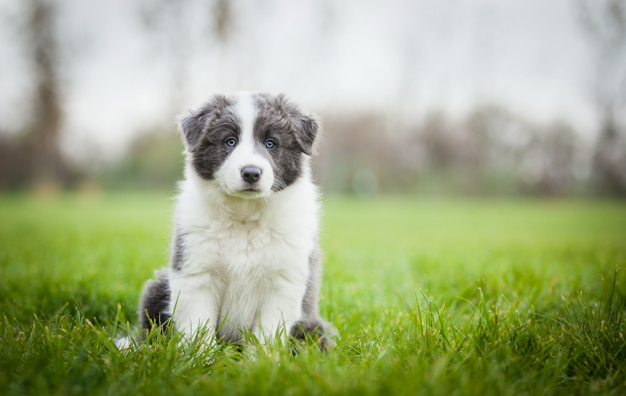 shepherd, 1080P, close-up, young Animal, no People, selective focus, sitting, outdoors, sit, mammal, nature, obedience, collie, looking, canine, animal, HD Wallpaper