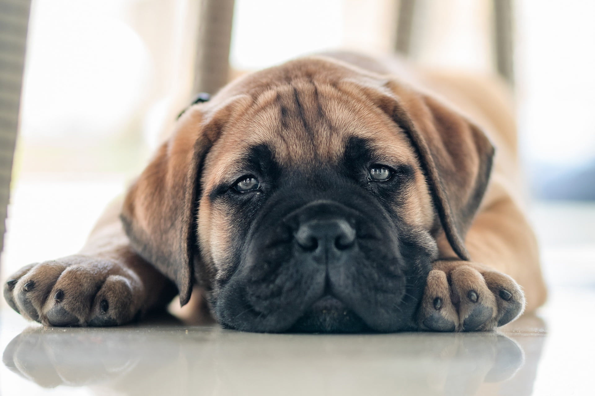 doggie, Bullmastiff, 1080P, look, face, puppy, HD Wallpaper