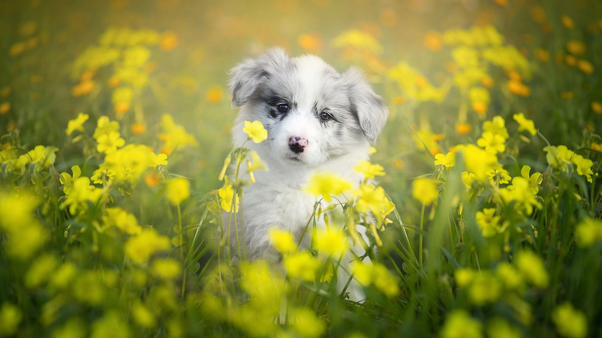 no people, wildflower, one animal, animal, flower field, young animal, plant, selective focus, outdoors, yellow, pets, domestic, domestic animals, dog breed, HD Wallpaper