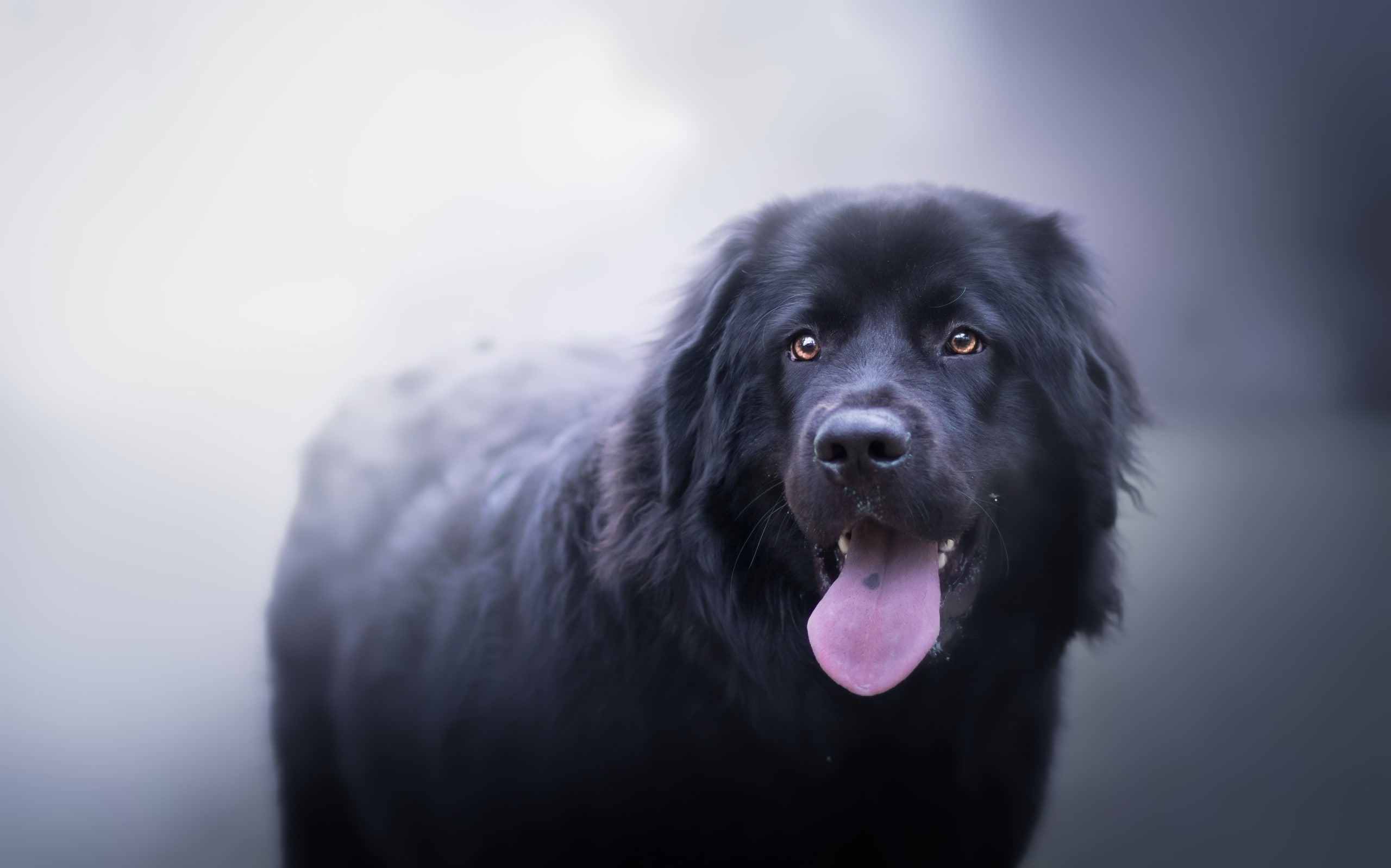 looking, mammal, labrador retriever, looking at camera, animal head, portrait, animals, focus on foreground, animal themes, domestic animals, vertebrate, HD Wallpaper