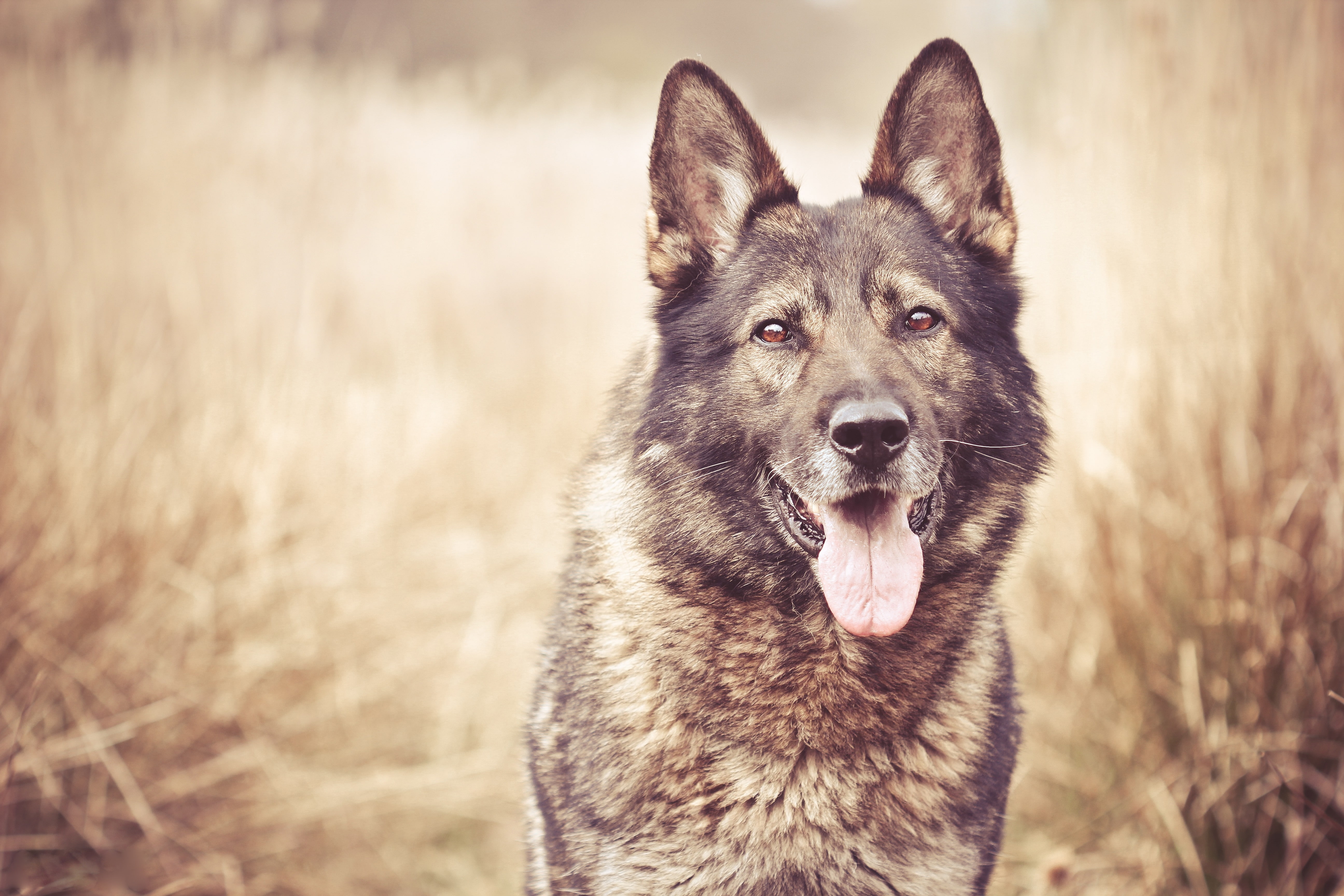 dog, 5K, animals, tongues, HD Wallpaper