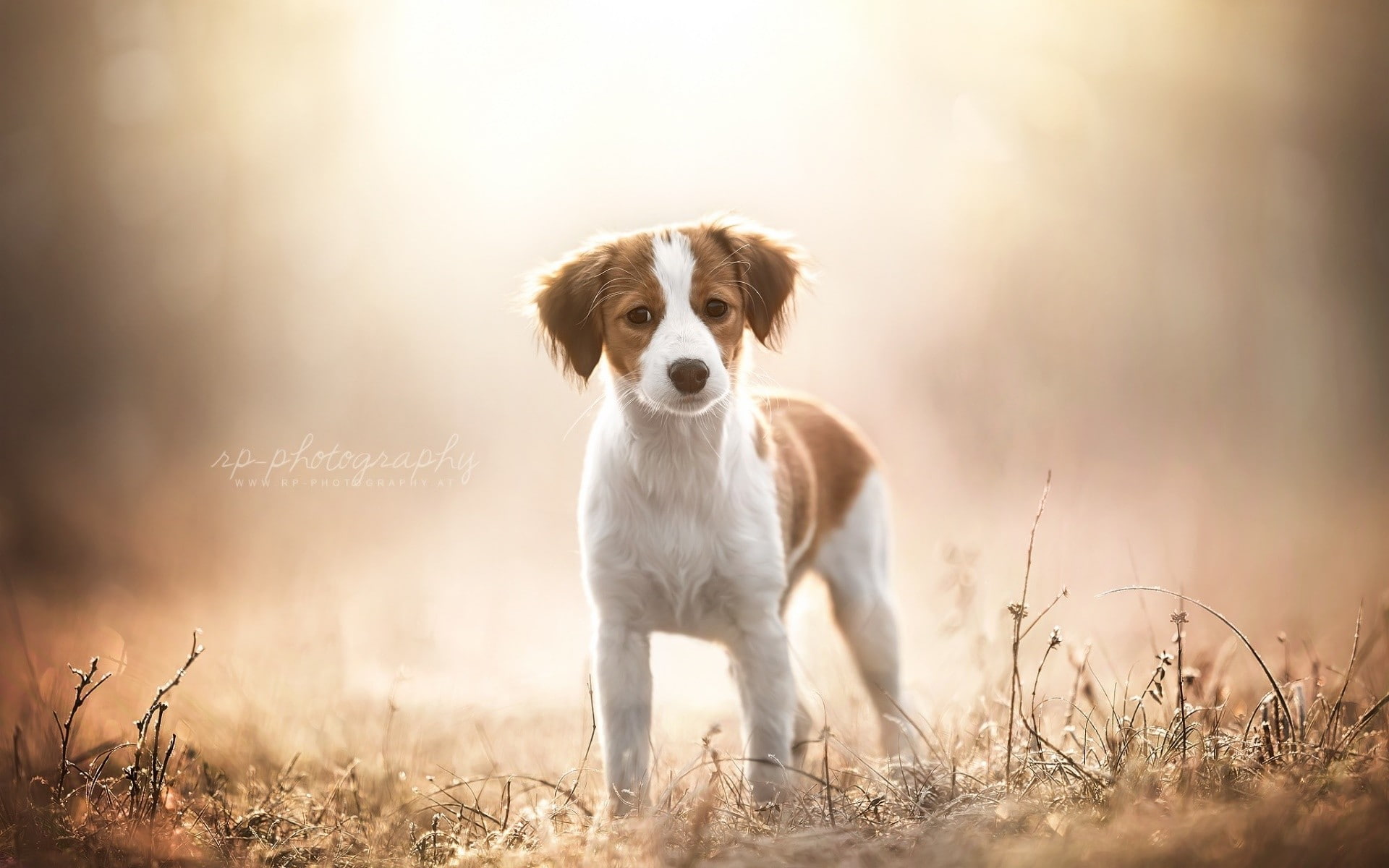 sun, one animal, domestic animals, plant, purebred dog, dog, animal, nature, grass, sunlight, animals, border collie, standing, selective focus, outdoors, HD Wallpaper