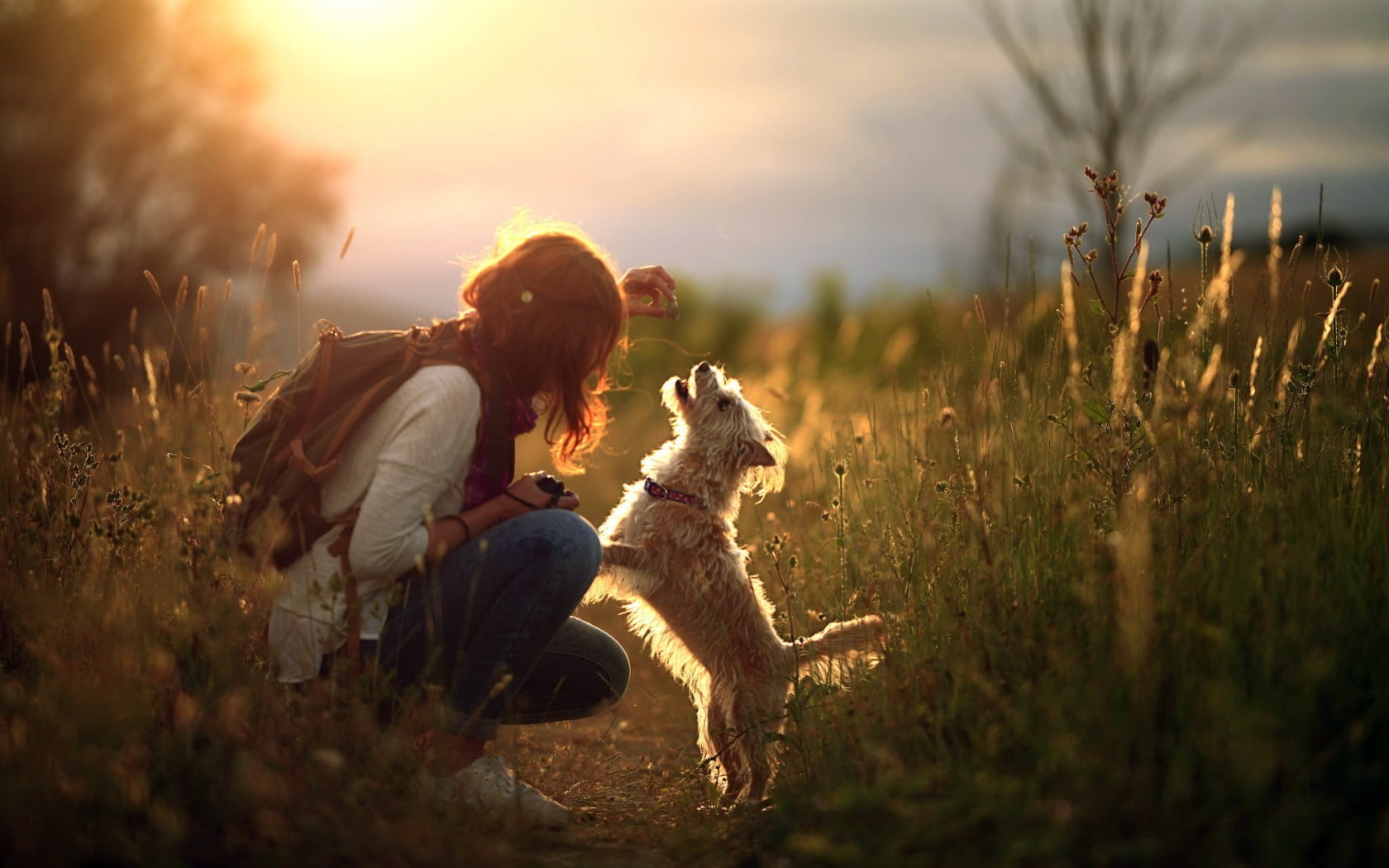 outdoors, 720P, lights, pets, adult, domestic, women, friendship, nature, sky, sunset, sunlight, border collie, young adult, positive emotion, animals, HD Wallpaper