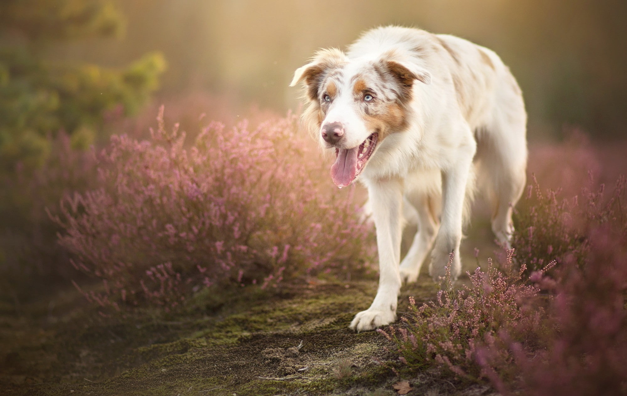 purebred dog, panting, animals, domestic animals, nature, domestic, animal themes, mammal, 1080P, hair, dog, tongues, mouth open, canine, plants, no people, HD Wallpaper