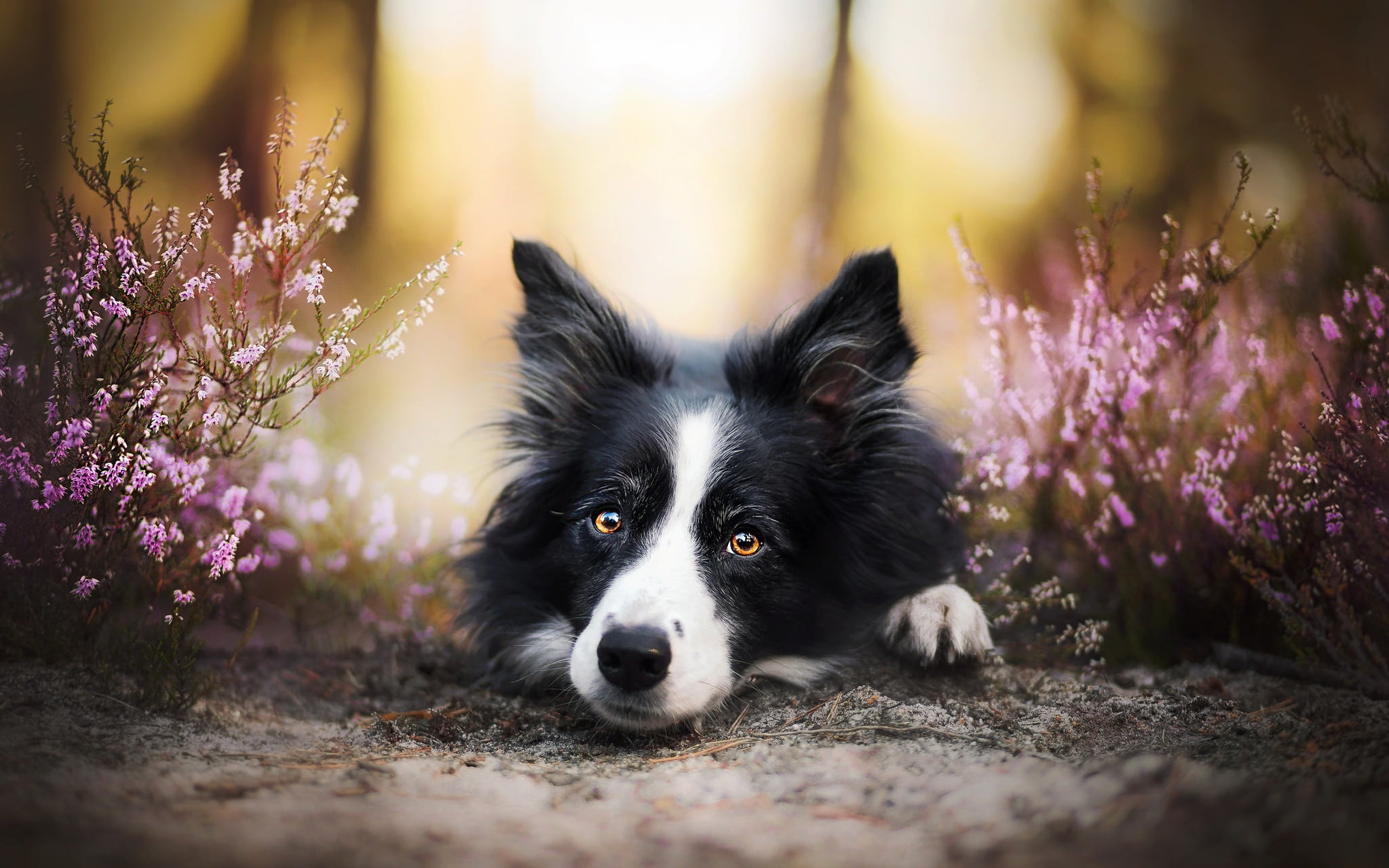 no people, border collie, canine, animal themes, animals, one animal, flower, purple, dog, nature, vertebrate, flowering plant, selective focus, animal, HD Wallpaper