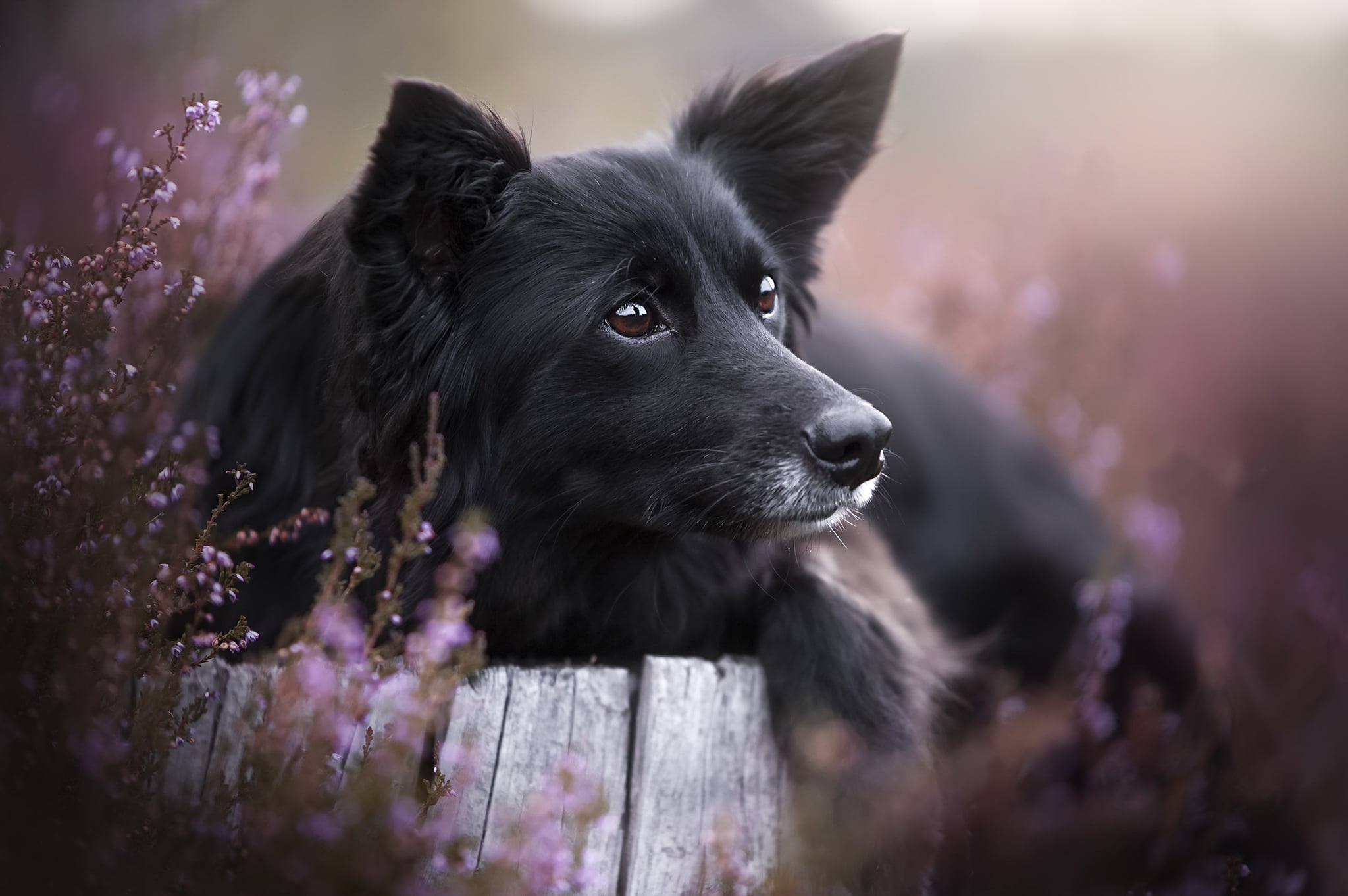 animal head, border collie, mammal, portrait, animal themes, no people, one animal, animals, purple, purebred dog, flower, domestic animals, flowering plant, HD Wallpaper