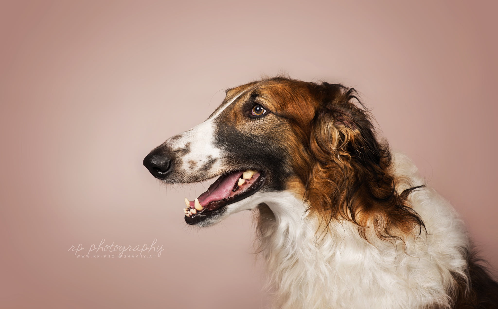 studio shot, animal head, mouth open, hairstyle, animal, no people, animal tongue, indoors, mammal, profile view, looking, canine, colored background, looking away, HD Wallpaper