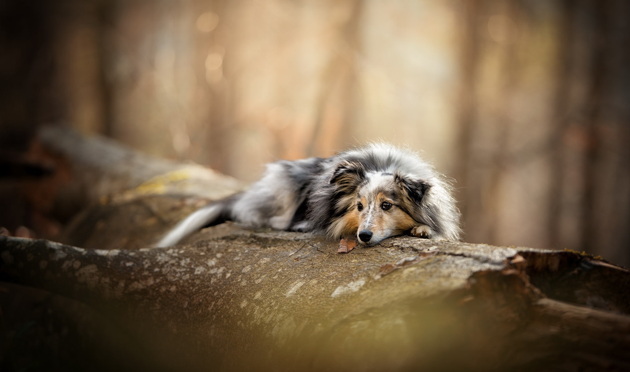 outdoors, selective focus, no people, portrait, mammal, dog, one animal, border collie, pets, day, 1080P, domestic, nature, relaxation, forest, tree, animal hair, HD Wallpaper