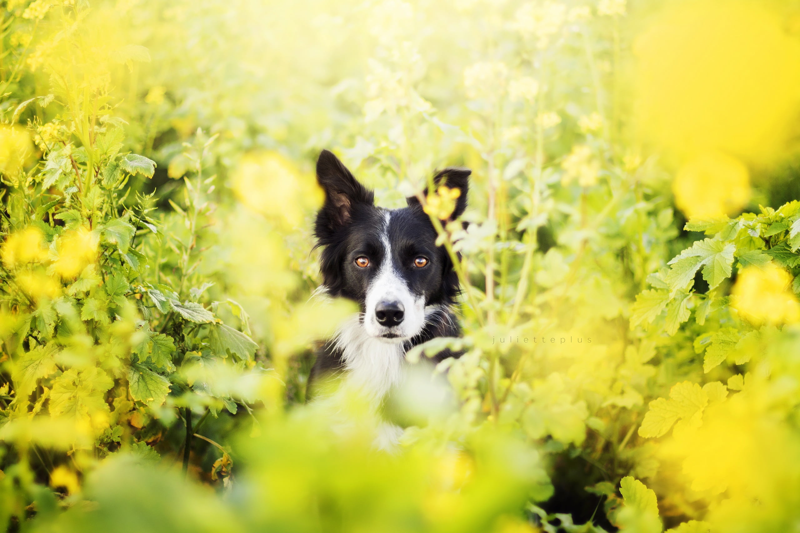dog, flowering plant, animal, flower, vertebrate, day, one animal, growth, plant, 2K, mammal, outdoors, selective focus, domestic animals, pets, border collie, HD Wallpaper