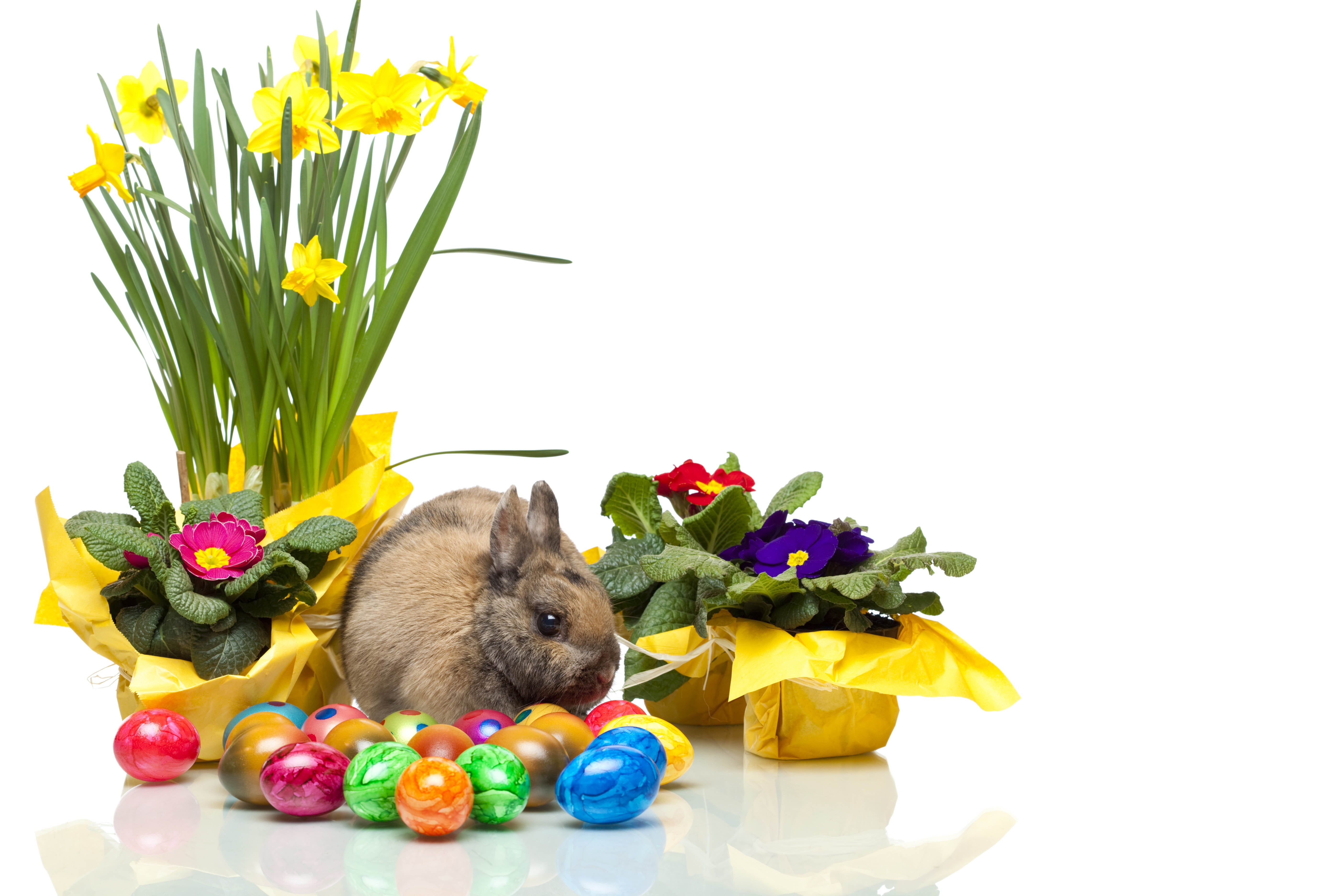 lot, holiday, nature, bouquet, fragility, young Animal, easter, animal, toy, rodent, decoration, gift, red, egg, indoors, rabbit - Animal, vulnerability, HD Wallpaper