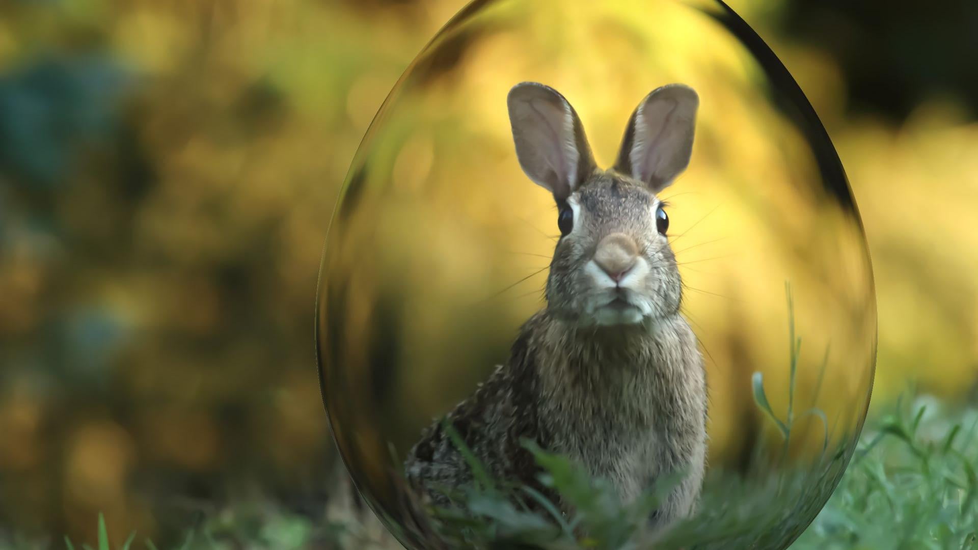 rabbit, funny, egg, animal head, mammal, herbivorous, animal, ears, nose, 1080P, grass, no people, nature, animal wildlife, easter, vertebrate, pets, one animal, HD Wallpaper