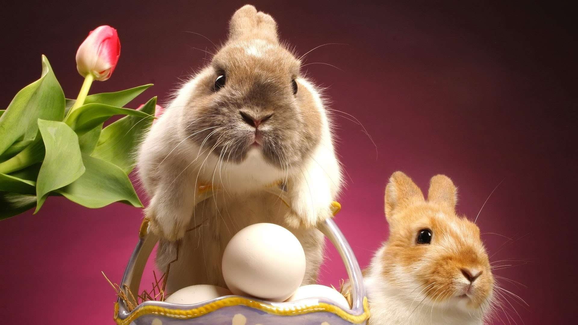 easter, hd, two, basket, 1080P, rabbits, pink, bunnies, tulip, cute, HD Wallpaper