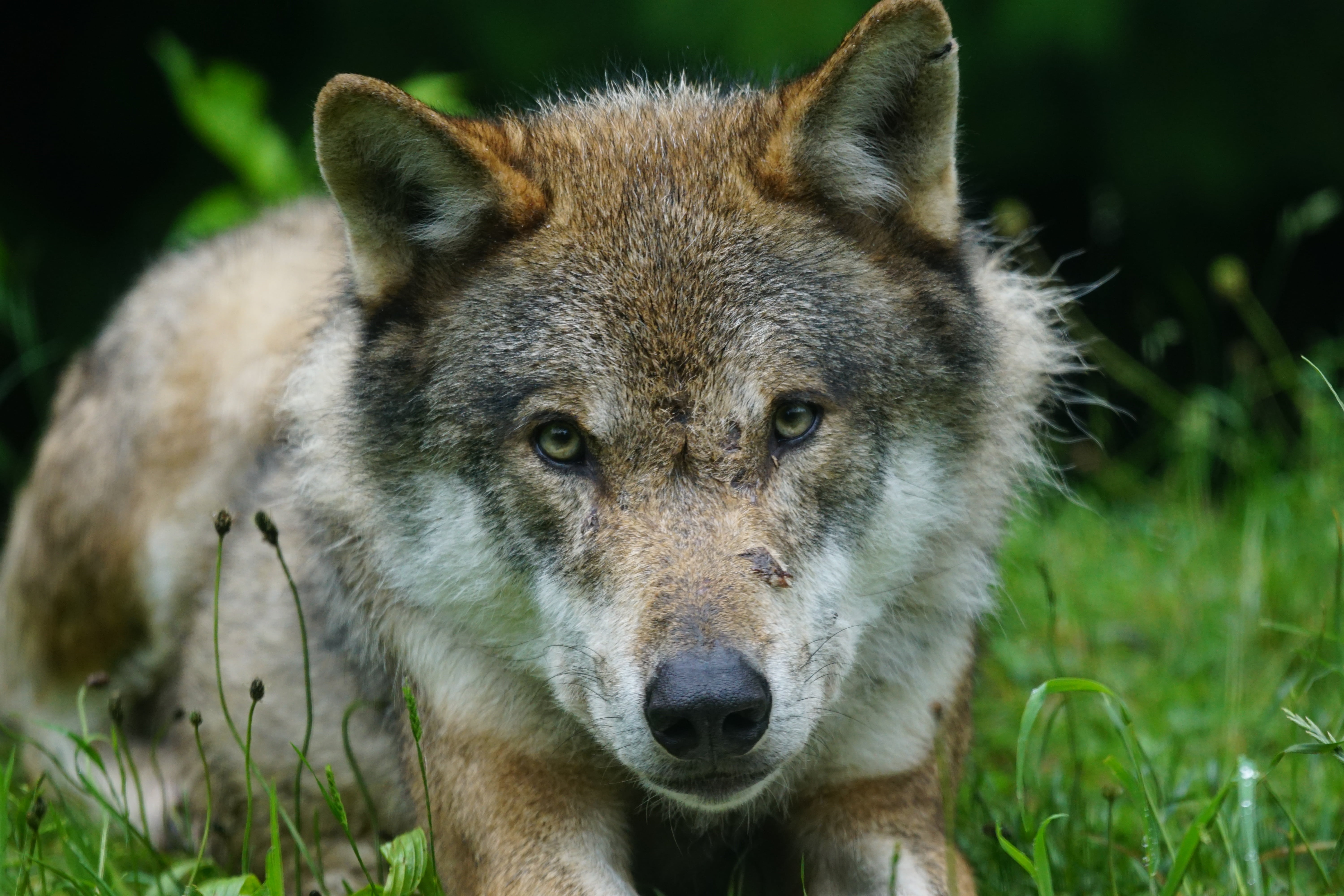 wildlife, carnivore, grass, closeup, animal body part, mammal, eurasian wolf, animal wildlife, pack animal, portrait, animal, land, predator, vertebrate, HD Wallpaper