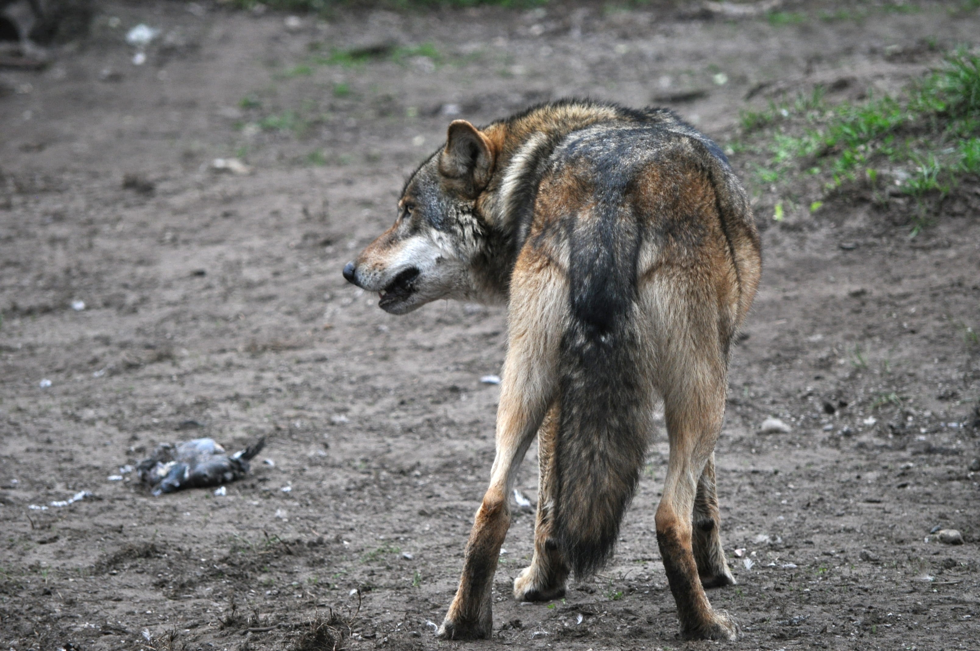 nature, Predator, day, wolf tail, one animal, vertebrate, no people, prey, focus on foreground, land, black, Animal, animals in the wild, facing, brown, HD Wallpaper