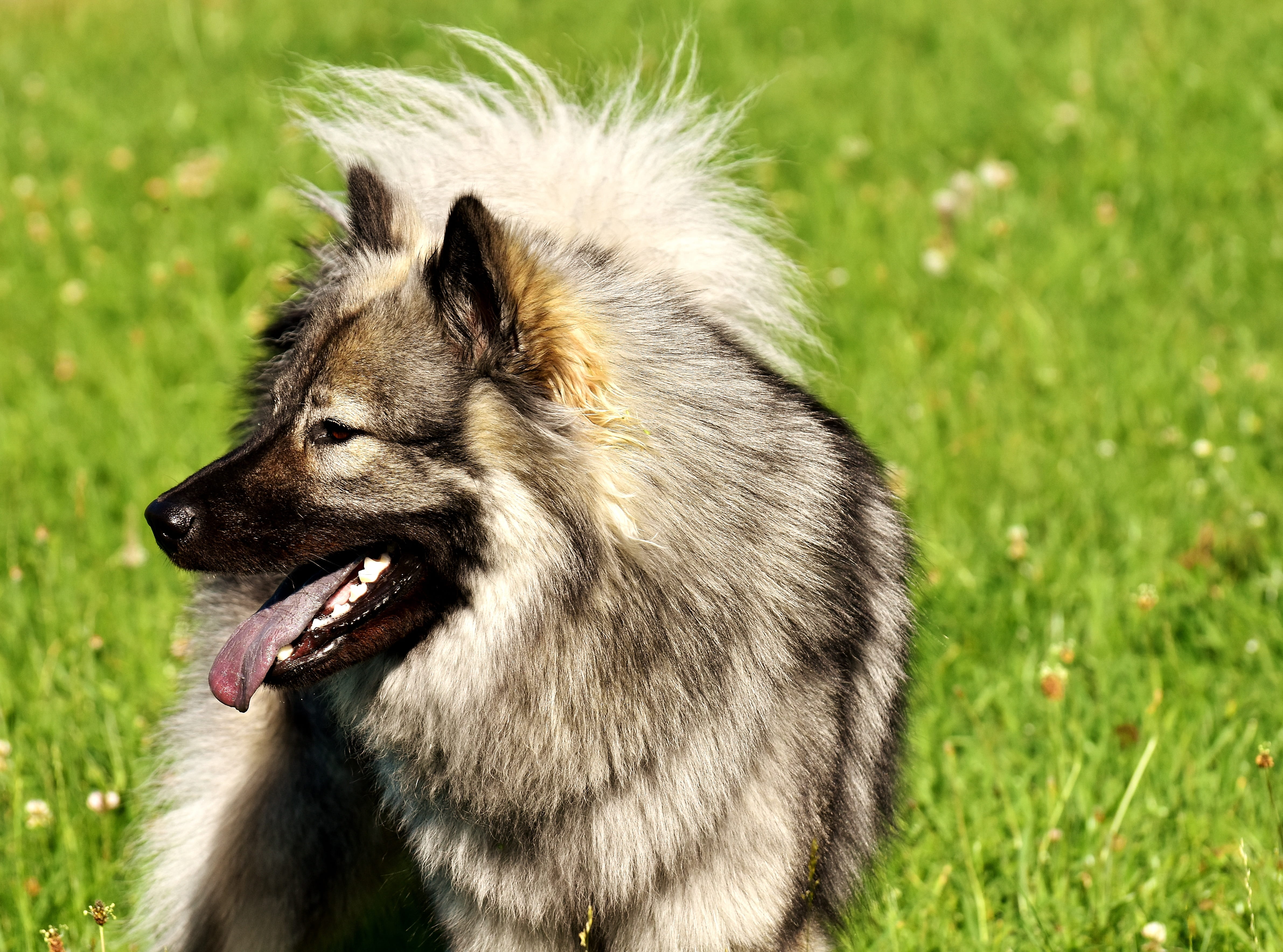 mouth, nature, Dog, grass, no people, cute, looking, 4K, play, one animal, domestic animals, animal head, animal hair, Eurasians, Pet, mouth open, meadow, HD Wallpaper