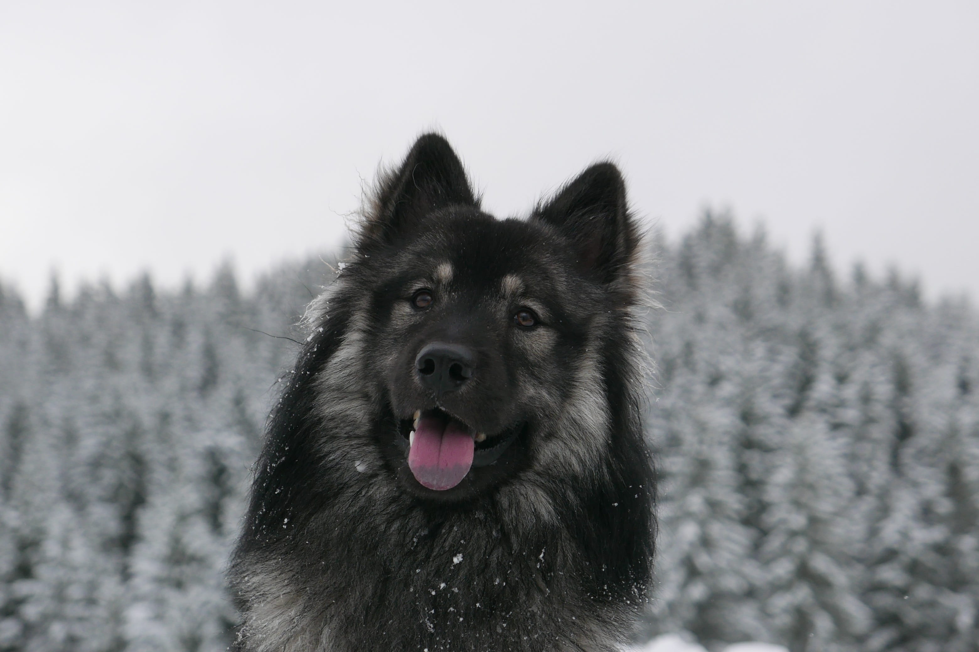 vertebrate, sweet, sticking out tongue, mammal, landscape, canine, snow, predator, nature, domestic, animal head, animal tongue, eurasians, focus on foreground, HD Wallpaper