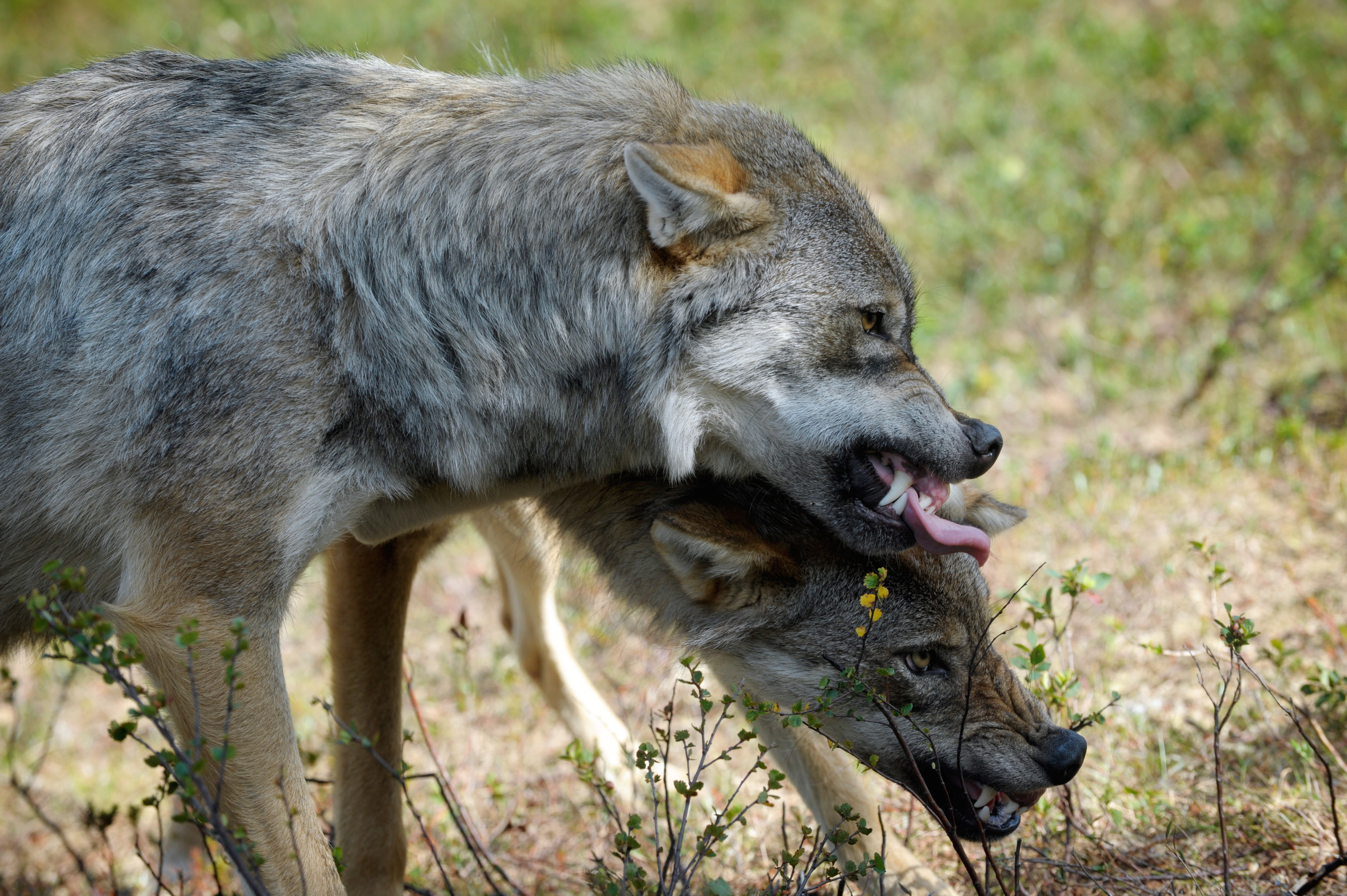 4K, wolf, wolves, eurasian, HD Wallpaper