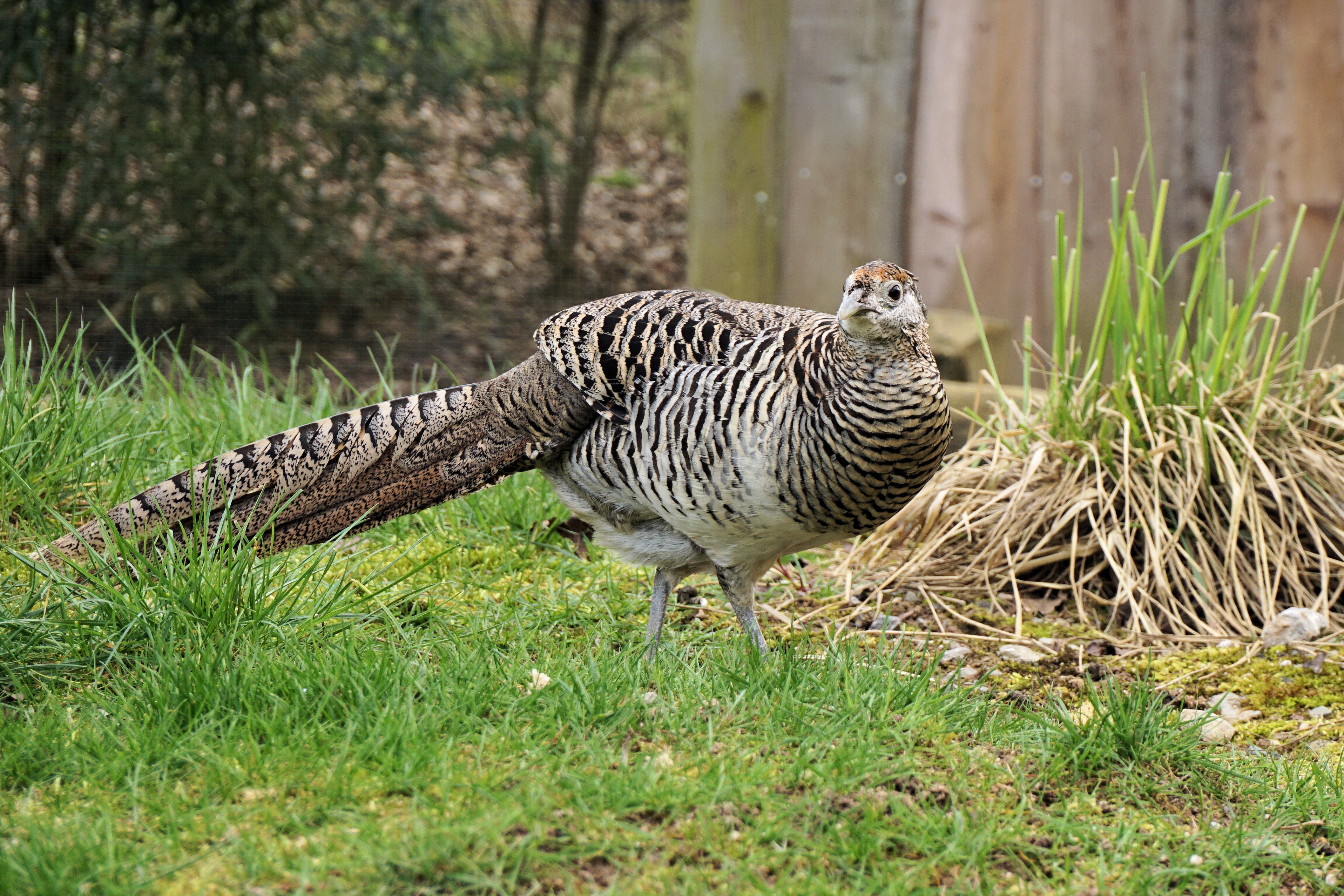 bird of prey, animal world, green color, goldfasan, field, plumage, animals in the wild, feather, pheasant, galliformes, plant, zoo sababurg, nature, outdoors, HD Wallpaper