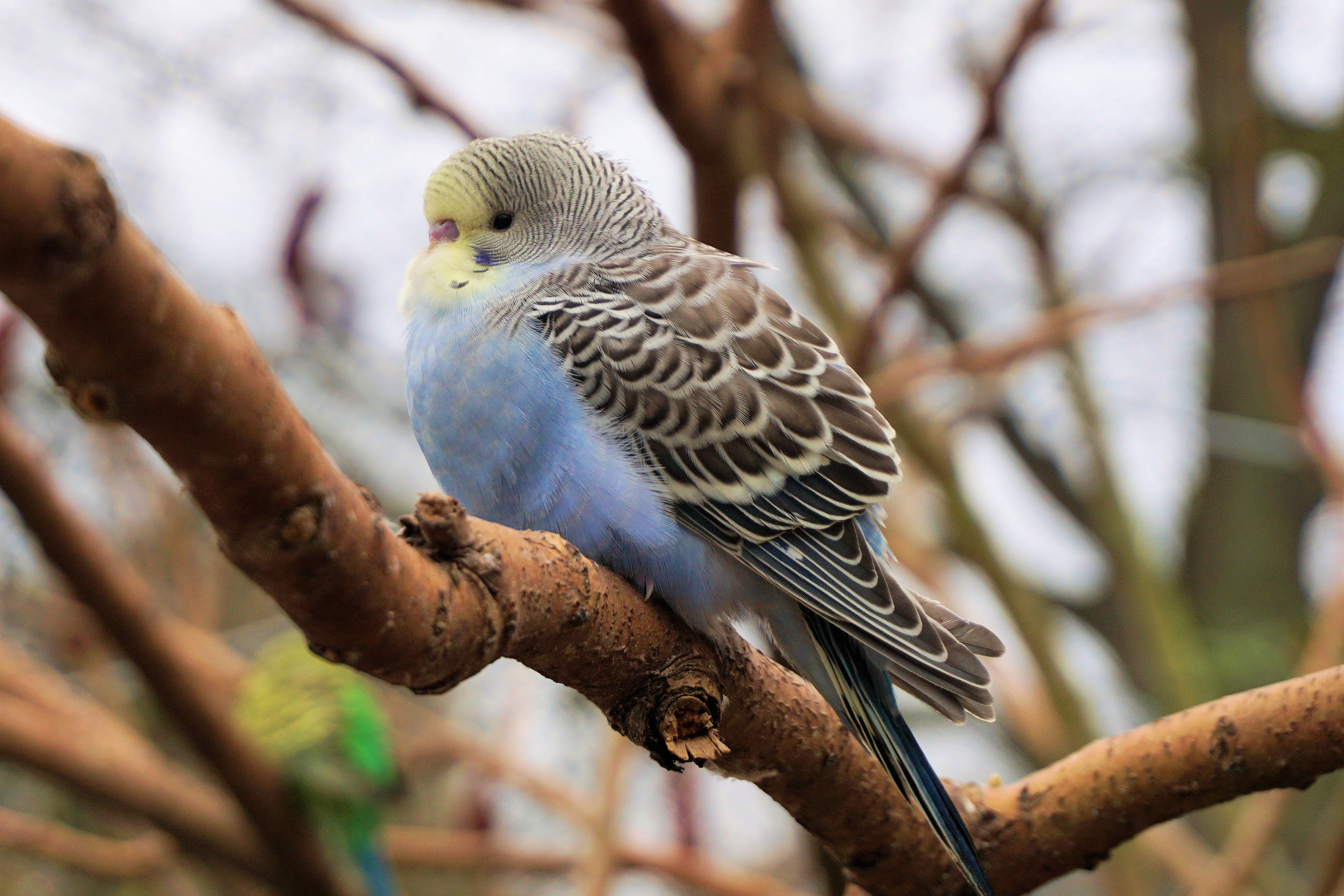 nature, animal world, portrait, day, parrot, tree, animals in the wild, bird, branch, 4K, animal, plant, outdoors, budgie, animal wildlife, beauty in nature, HD Wallpaper