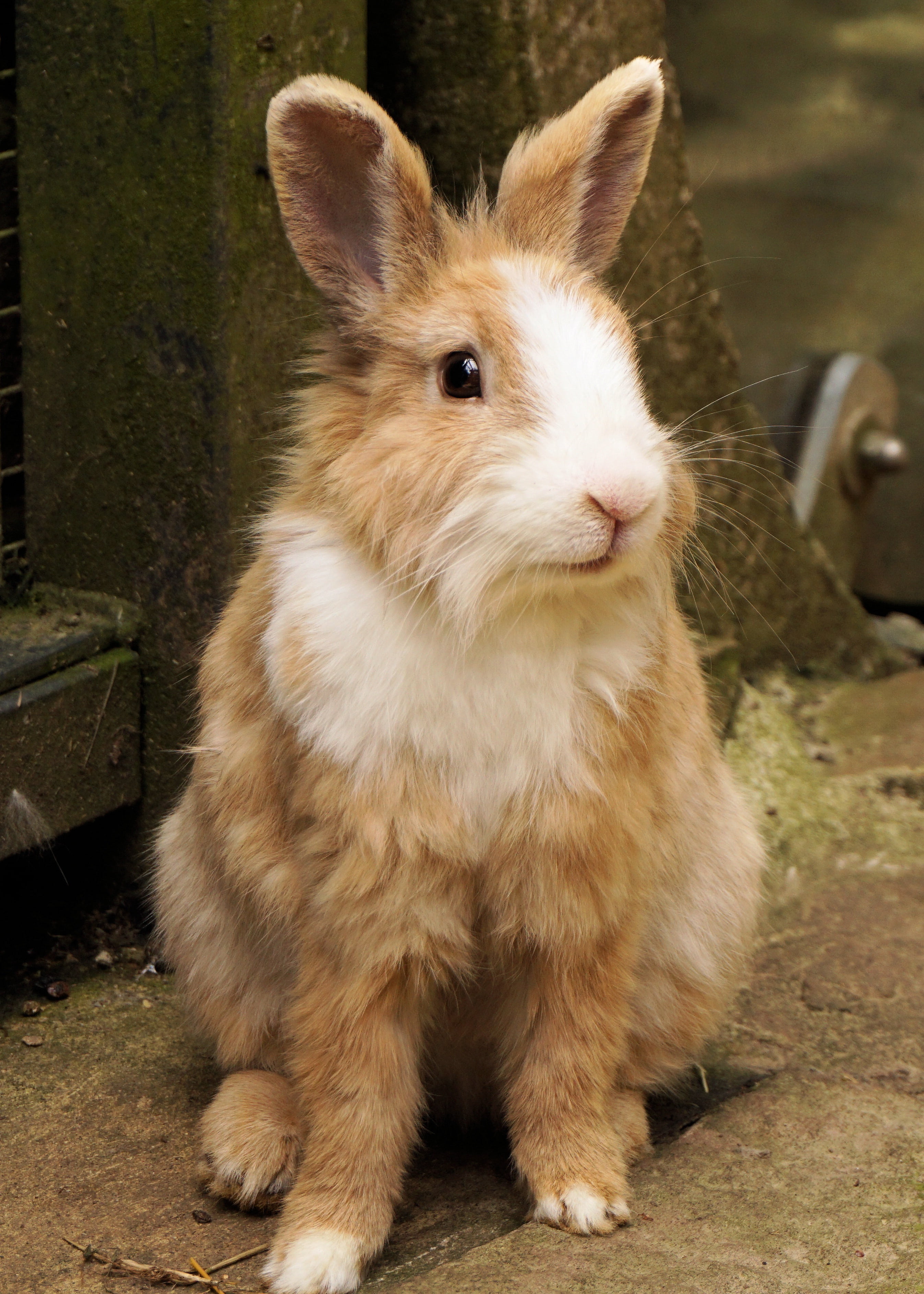 head, dwarf rabbit, looking, beside, hare, focus on foreground, sababurg castle, mammal, long eared, domestic, sitting, rabbit - Animal, dwarf bunny, spoon, Phone HD Wallpaper