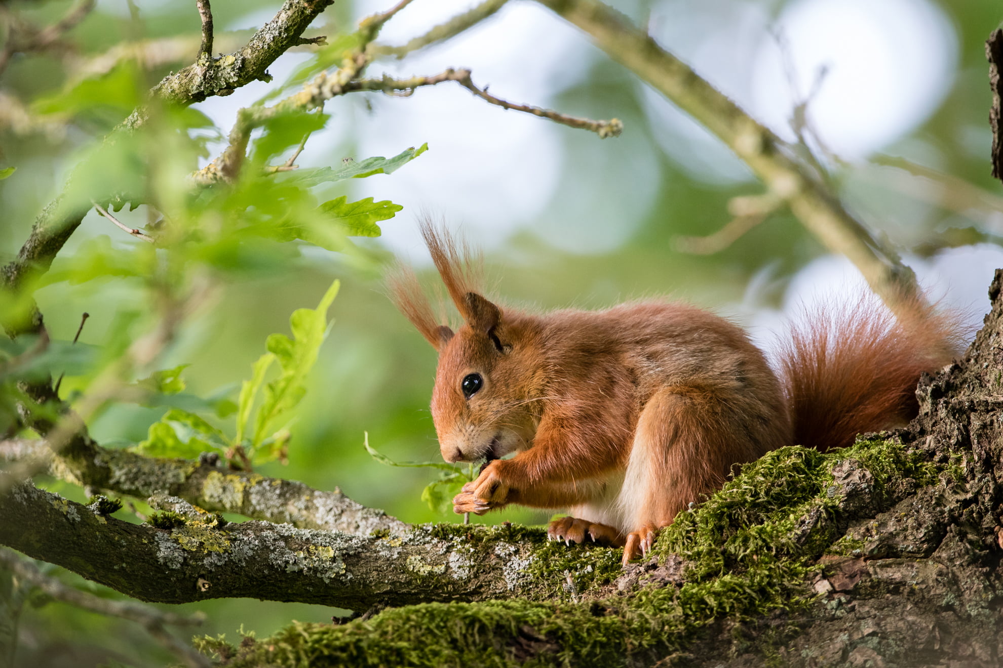 forest, cute, fluffy, Reinhardswald, Tierpark, outdoors, sciurus vulgaris, mammal, animal, High Tea, brown, eating, wildlife, fur, Sababurg, red squirrel, HD Wallpaper