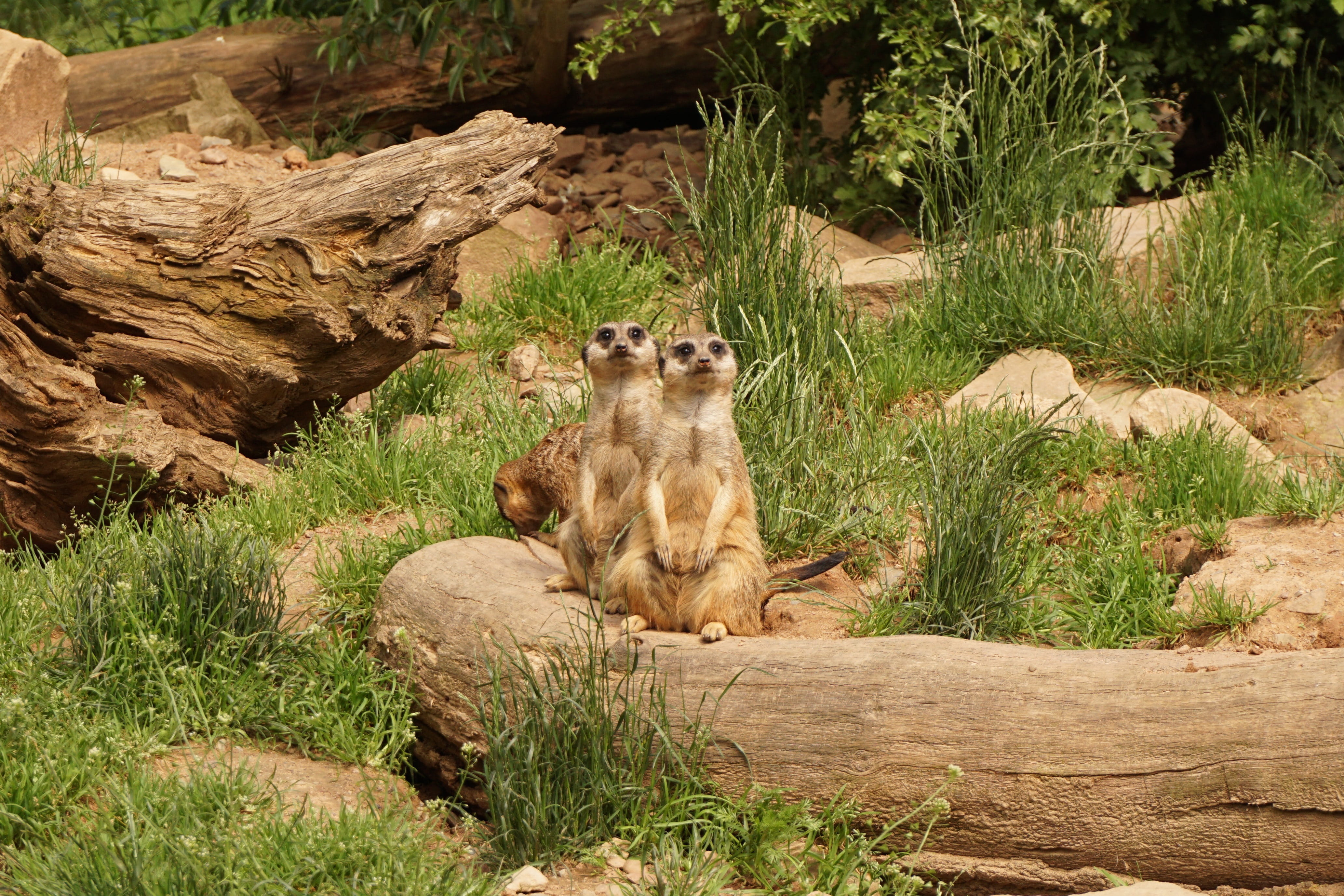 vertebrate, 4K, tree, rock, animals, land, animal wildlife, field, grass, animal, sababurg castle, animals in the wild, plant, day, sitting, mammal, zoo, HD Wallpaper