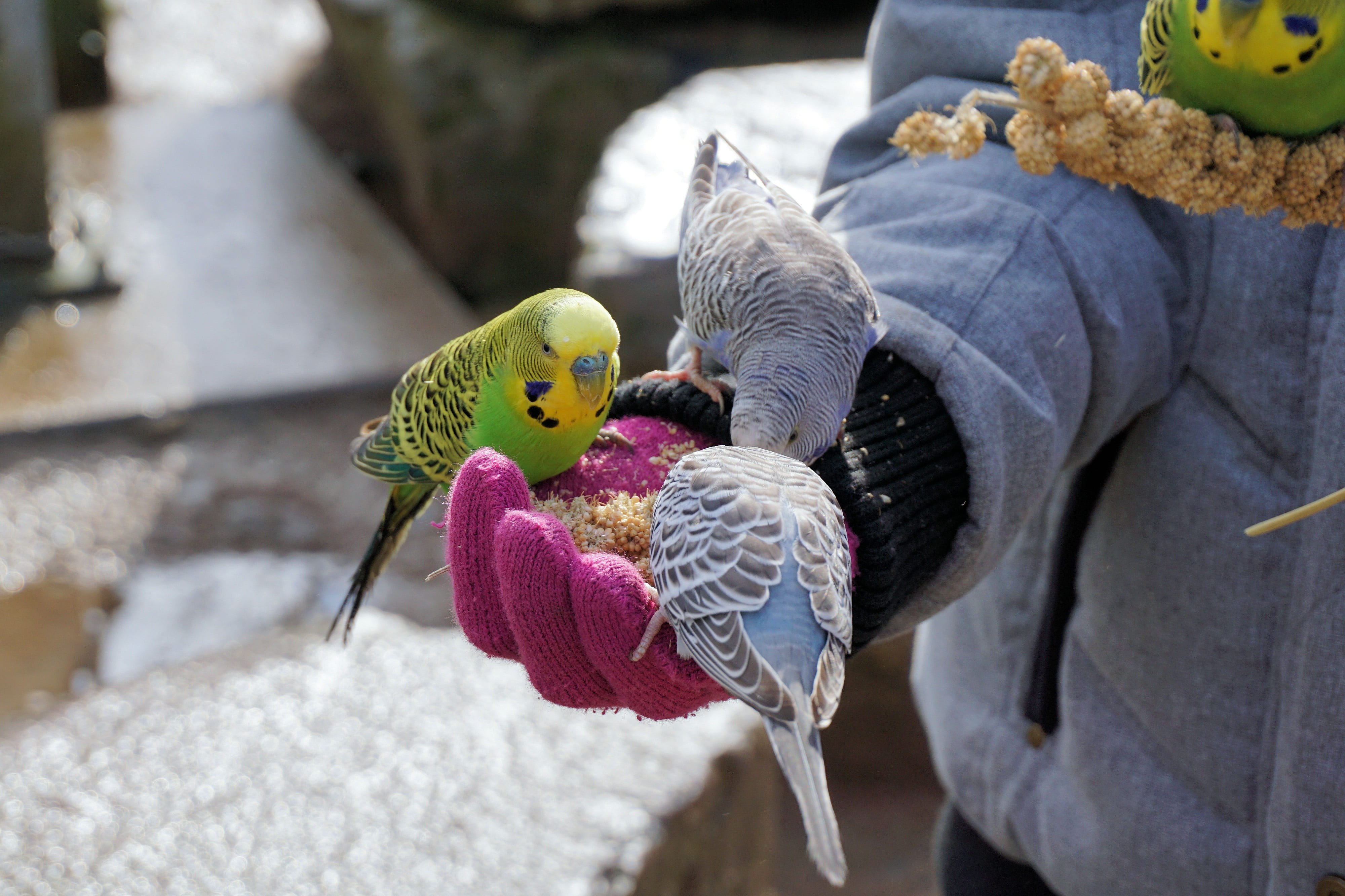 small parrot, bill, holding, representation, craft, outdoors, eat out of your hand, toy, sababurg castle, winter, feed, innocence, vertebrate, bird, 4K, HD Wallpaper