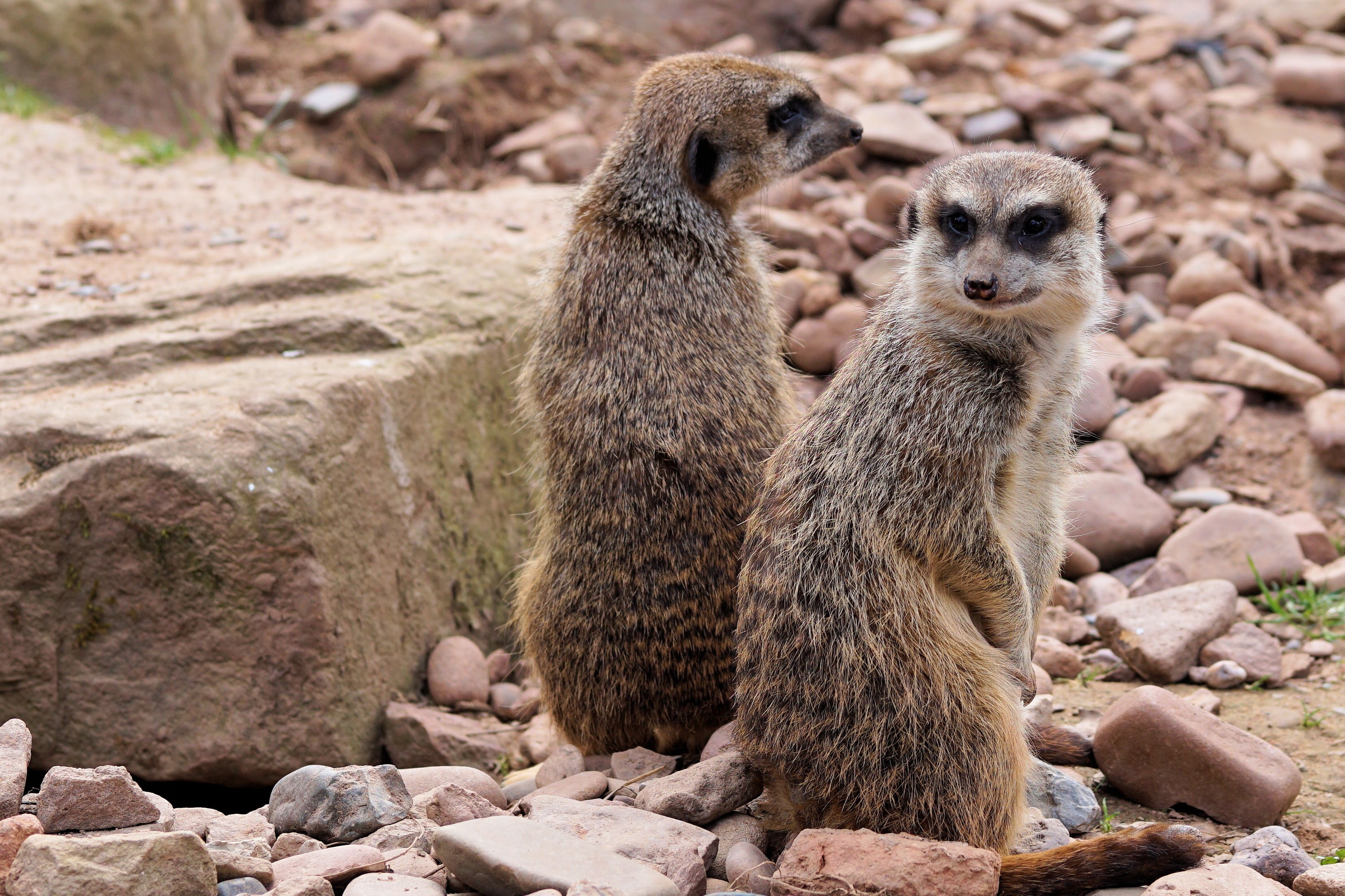 looking away, focus on foreground, outdoors, focus, photography, 2K, vigilant, animals in the wild, day, animal themes, two animals, standing, fur, meerkats, HD Wallpaper