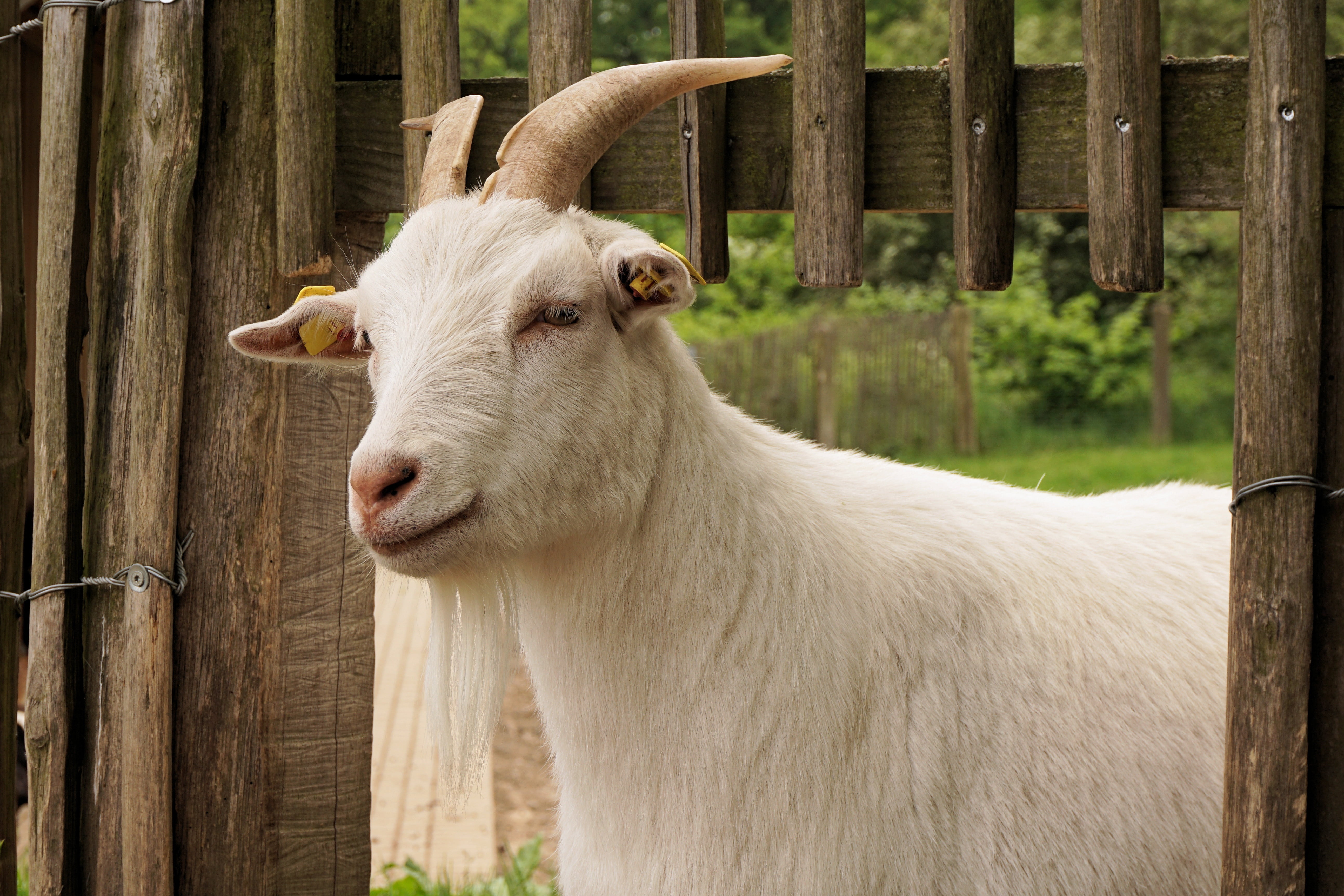 sheep, 5K, herbivorous, outdoors, sababurg castle, agriculture, dwarf goat, white, pet, plant, animal, wood - material, livestock, nature, goat, grass, HD Wallpaper